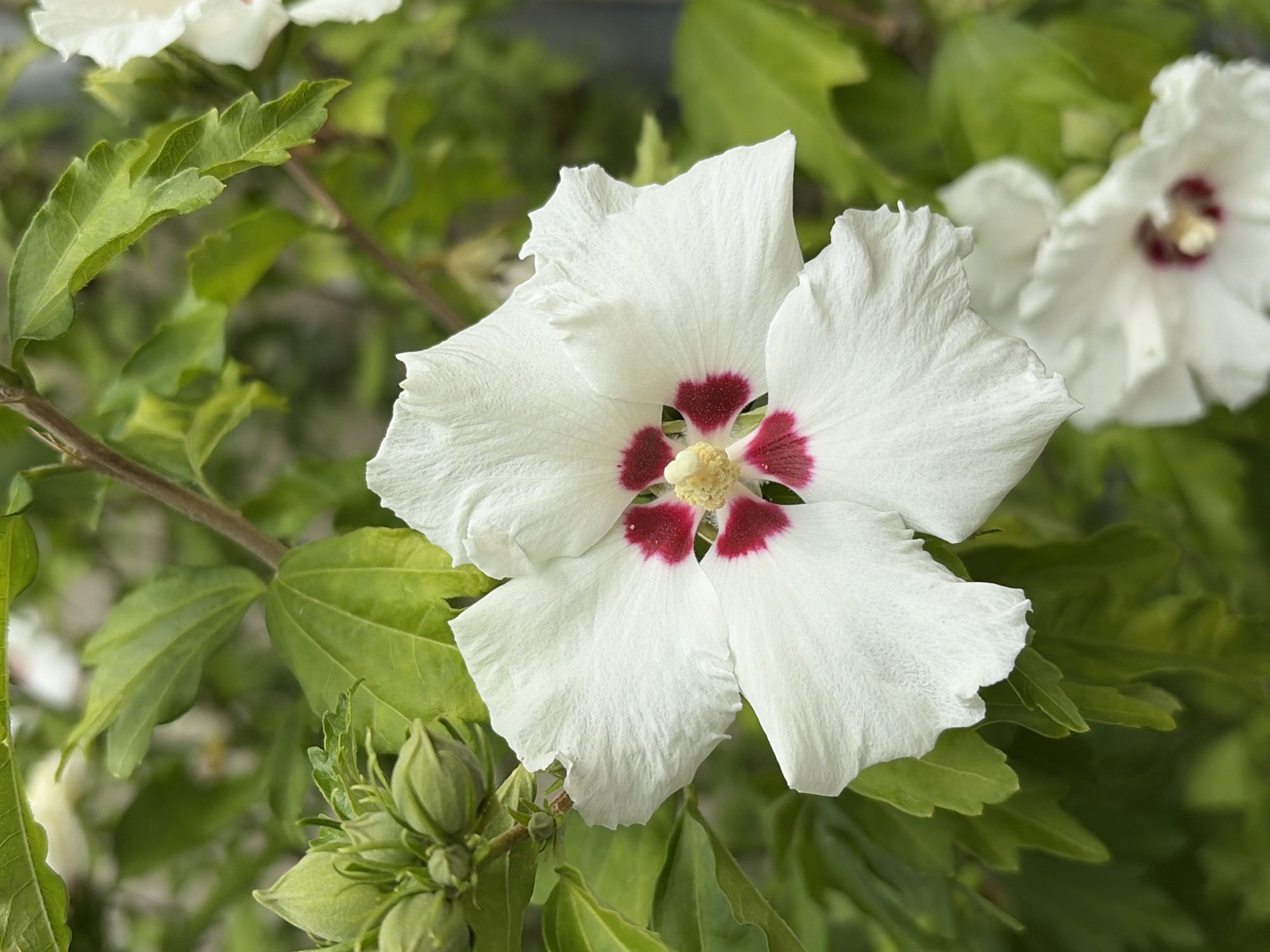 A close-up, eye-level shot focuses on a white hibiscus flower with a deep red center. The flower is in full bloom, with five ruffled petals spread open. The pistil and stamens are a bright yellow. To the left of the main flower, a cluster of green, unopened flower buds is visible, along with several green leaves. In the blurred background, another white hibiscus flower can be seen, also with a red center. The lighting suggests it is daytime, with natural light illuminating the scene. There are no people or animals present. The image appears to be taken in a garden or park setting within Würzburg, Germany, likely during the blooming season for hibiscus flowers.