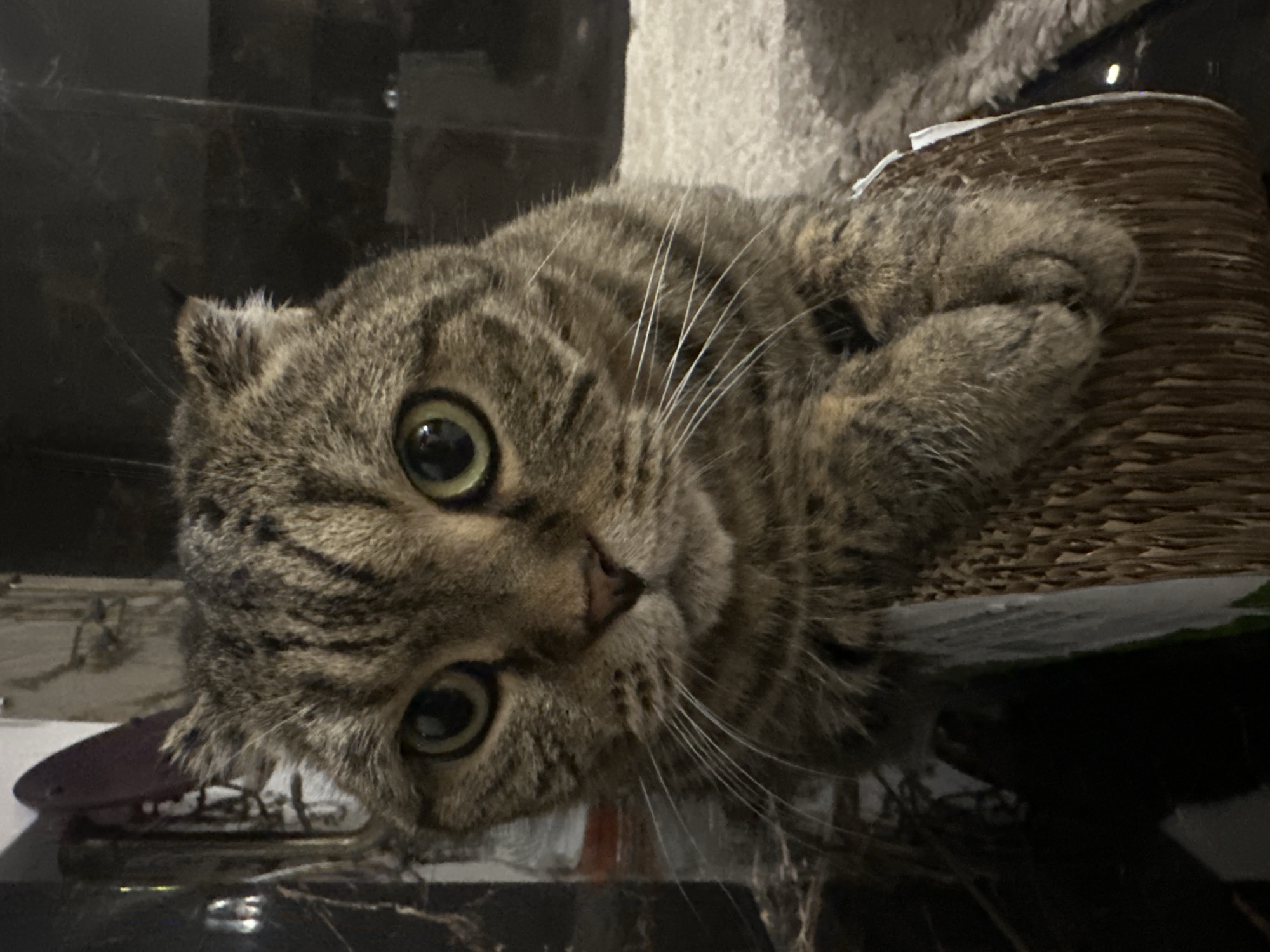 A close-up, head-on, medium shot captures a tabby cat sitting on a textured, brown, cardboard-like object in what appears to be an indoor setting. The cat's fur is a mix of brown and black stripes, and its large, round, green eyes are prominent and looking directly at the camera. Its ears are folded slightly forward. The cat's front paws are crossed and resting on the object. The background is dark and out of focus, with hints of reflective surfaces and muted colors, suggesting a dimly lit room. The cat's expression is somewhat serious or curious. The image does not contain any information about the city of Virki, Russia.