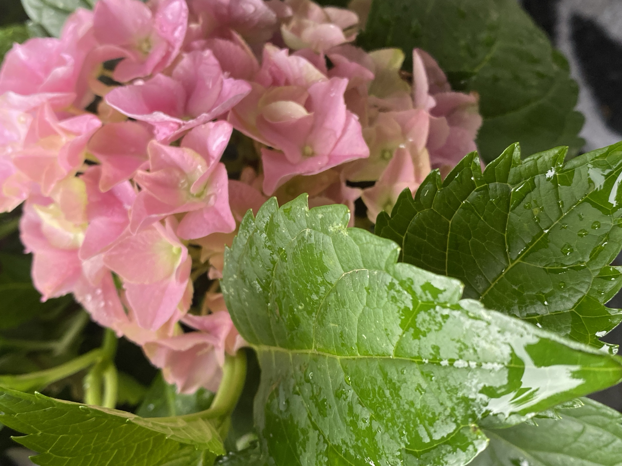 This is a close-up, eye-level, medium shot photograph of a cluster of pink hydrangeas and vibrant green hydrangea leaves, possibly taken in the garden of a private residence in Bad Sachsa, Germany. The flowers and leaves are wet, indicating recent rain or watering, with numerous small water droplets visible on their surfaces. The focus is sharpest on the large green leaf in the foreground, highlighting its textured surface and prominent veins. Behind it, the delicate, layered petals of the pink hydrangeas are visible, some with subtle hints of yellow or white. The lighting is soft and diffused, suggesting an overcast day or shaded location. The background is a blur of dark green foliage and possibly a dark, textured surface at the bottom right. There are no people or animals in the frame.