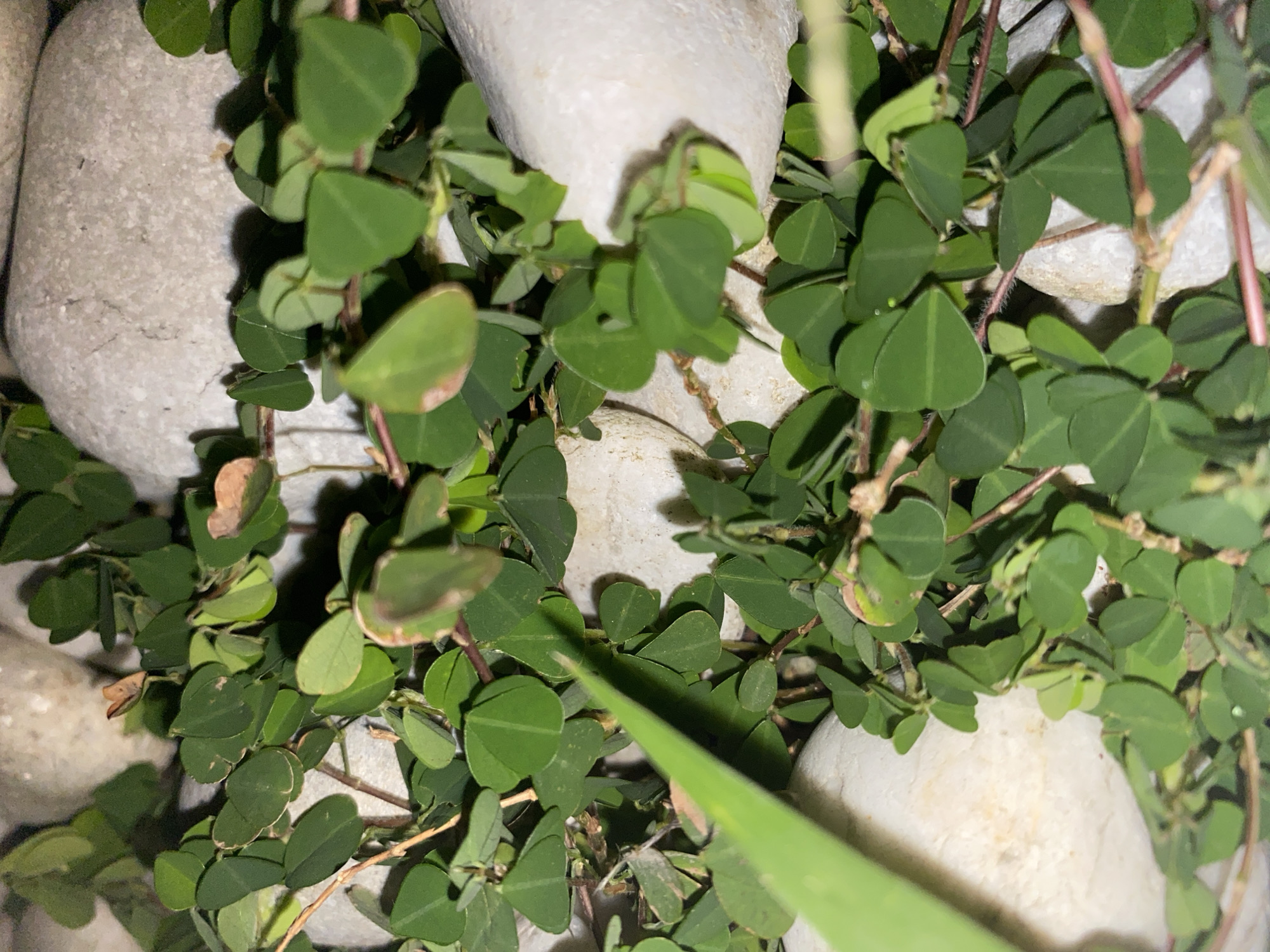 A close-up, top-down view shows a cluster of small, heart-shaped green leaves and reddish-brown vines growing amongst several smooth, light-colored stones. A single, blurred green leaf extends diagonally from the lower left corner, obscuring parts of the scene. The lighting creates shadows and highlights on the leaves and stones, suggesting an outdoor or dimly lit indoor environment. The scene appears to be natural, with no man-made structures or signs of human activity.