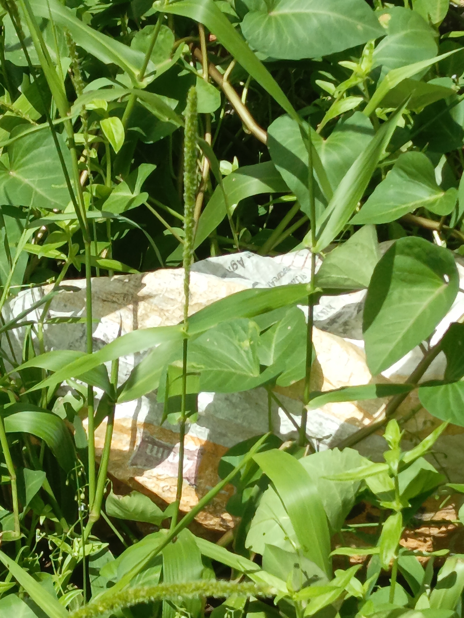 The image depicts a close-up view of dense green vegetation. Various types of plants are intertwined, some with broad leaves and others with thin, grass-like blades. A light-colored object, possibly a stone or piece of debris with illegible markings, is partially visible amidst the foliage. The location is likely an unkempt or wild area, as evidenced by the uncontrolled growth. The location in the city is Unknown, Unknown.