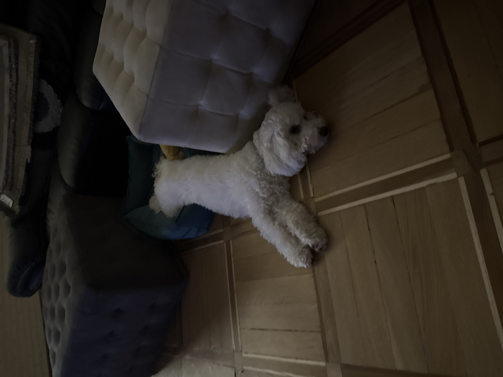 A white bichon frise dog is lying on a wooden floor next to a light-colored ottoman, a dark gray ottoman, and a teal dog bed. The dog is facing towards the right of the image, with its head resting on the floor. The dog's body is stretched out to the left. The ottomans are square and tufted. The dog bed is in the center of the image. The lighting in the image is dim, with shadows cast on the floor.
