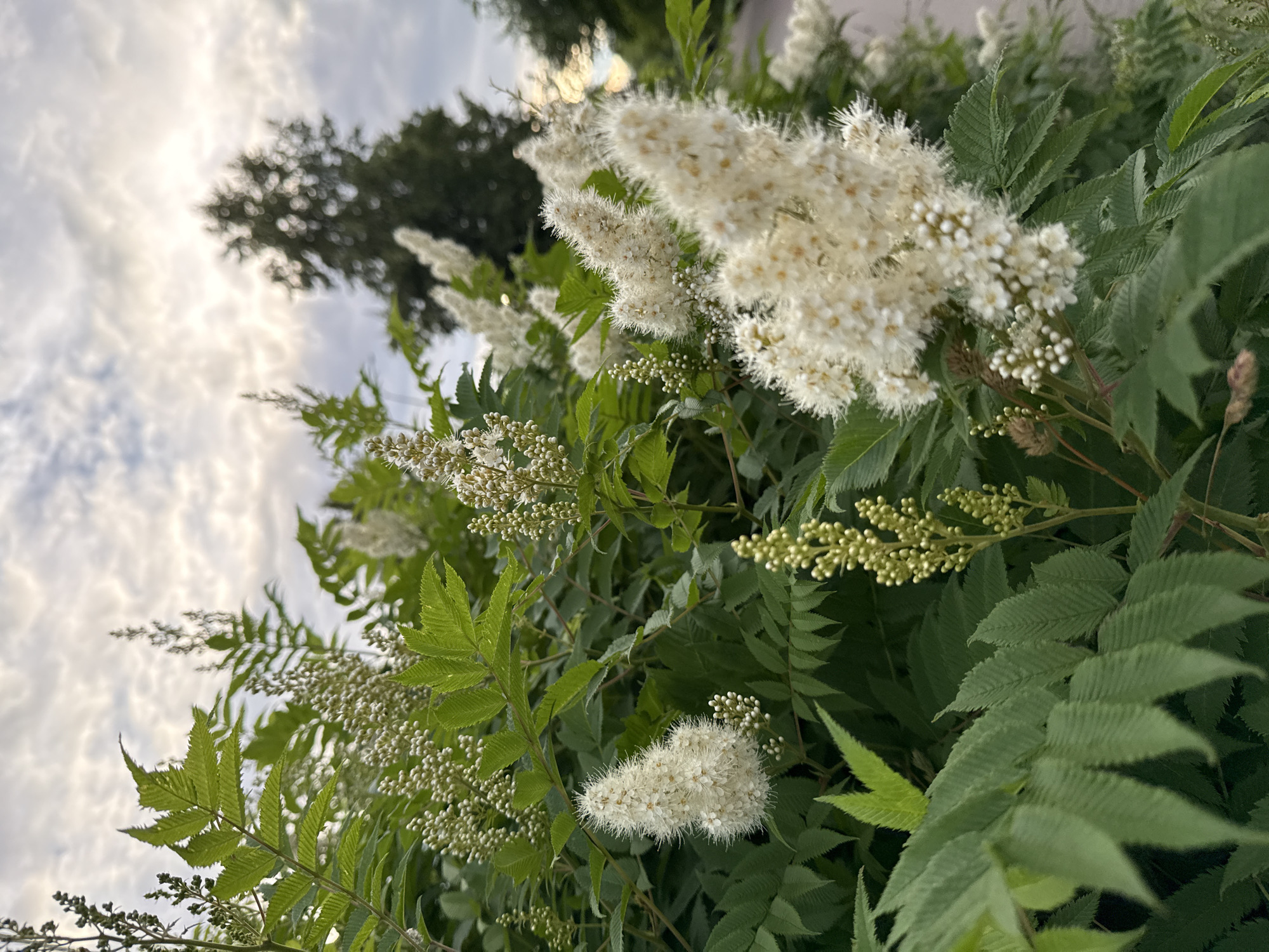 The image depicts a close-up view of a flowering plant with feathery white blossoms and green, serrated leaves. The flowers are arranged in clusters, some appearing fluffy and elongated, while others are small and rounded buds. The leaves are compound, with multiple leaflets stemming from a central vein. The background is a soft blur of green foliage and a sky filled with cloudy, greyish-white formations. A dark, out-of-focus tree is visible against the sky on the left side of the frame.
The lighting suggests it might be late afternoon or early evening, given the soft, diffused light and the muted colors. The overall mood is serene and natural. There is no visible text in the image. The scene appears to be outdoors, likely in a garden or natural setting with abundant plant life. The focus is primarily on the intricate details of the flowers and leaves, highlighting the beauty of the plant in bloom.