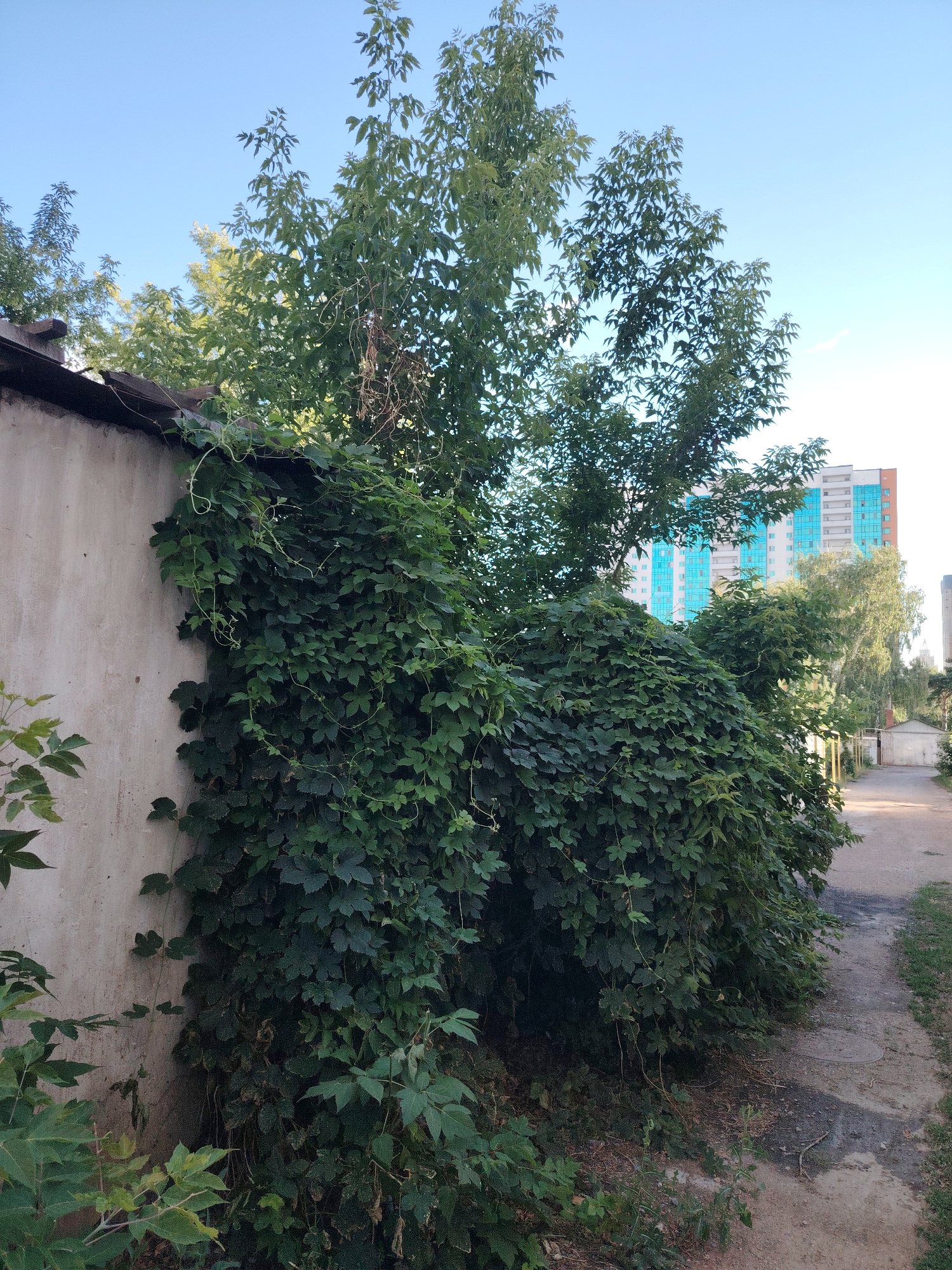 The image depicts an outdoor scene on a clear, sunny day, likely in the late afternoon given the angle of the sun and the long shadows. The foreground features a weathered, light-colored wall covered in lush, green ivy. The ivy is thick and abundant, cascading down the wall and forming a dense green mass. To the right of the wall, a dirt path runs alongside the ivy-covered area, leading further into the scene.
Behind the ivy and wall, several trees are visible. One large tree with dense foliage towers over the ivy, its branches reaching towards the clear blue sky. In the background, a modern, multi-story building with a striking blue glass facade stands prominently, indicating an urban or semi-urban setting. The building's design suggests it is a residential or office complex. Further down the path, there are more trees and what appears to be a smaller building or garage with a light-colored roof.
The overall impression is one of nature reclaiming or coexisting with urban infrastructure. The vibrant green of the plants contrasts with the duller tones of the wall and the path, and the modern building in the background. There are no people visible in the image, and no text is present. The scene evokes a sense of quietude and the passage of time, with the overgrown ivy suggesting a place that has been left to nature for some time, yet is situated within a developed area. The location context of Astana, Kazakhstan, places this scene within a specific geographical and cultural setting.