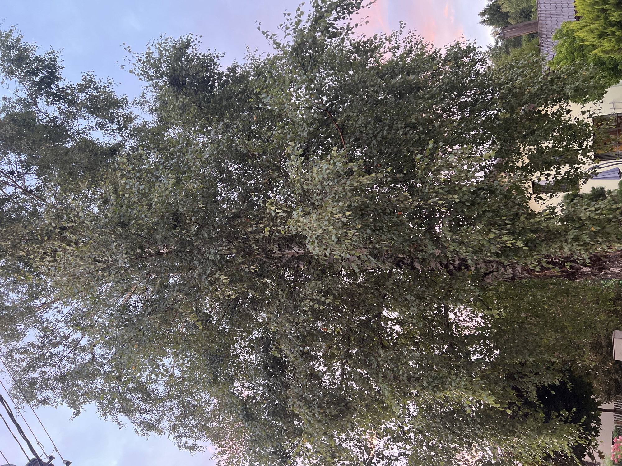 This is a low-angle, full-shot photograph of a large birch tree with dense green foliage, taken from a residential area. The tree's trunk, with its characteristic white and dark bark, is visible on the right side of the frame. Overhead, power lines stretch across the sky. In the background, parts of houses with tiled roofs and some greenery are visible. The sky transitions from a light blue at the top to a soft pinkish hue near the horizon, suggesting it is either dawn or dusk. The overall setting appears to be a suburban or semi-rural environment. No people or specific actions are depicted. The image does not contain any information that would allow for the identification of a specific location within Vilnius, Lithuania.