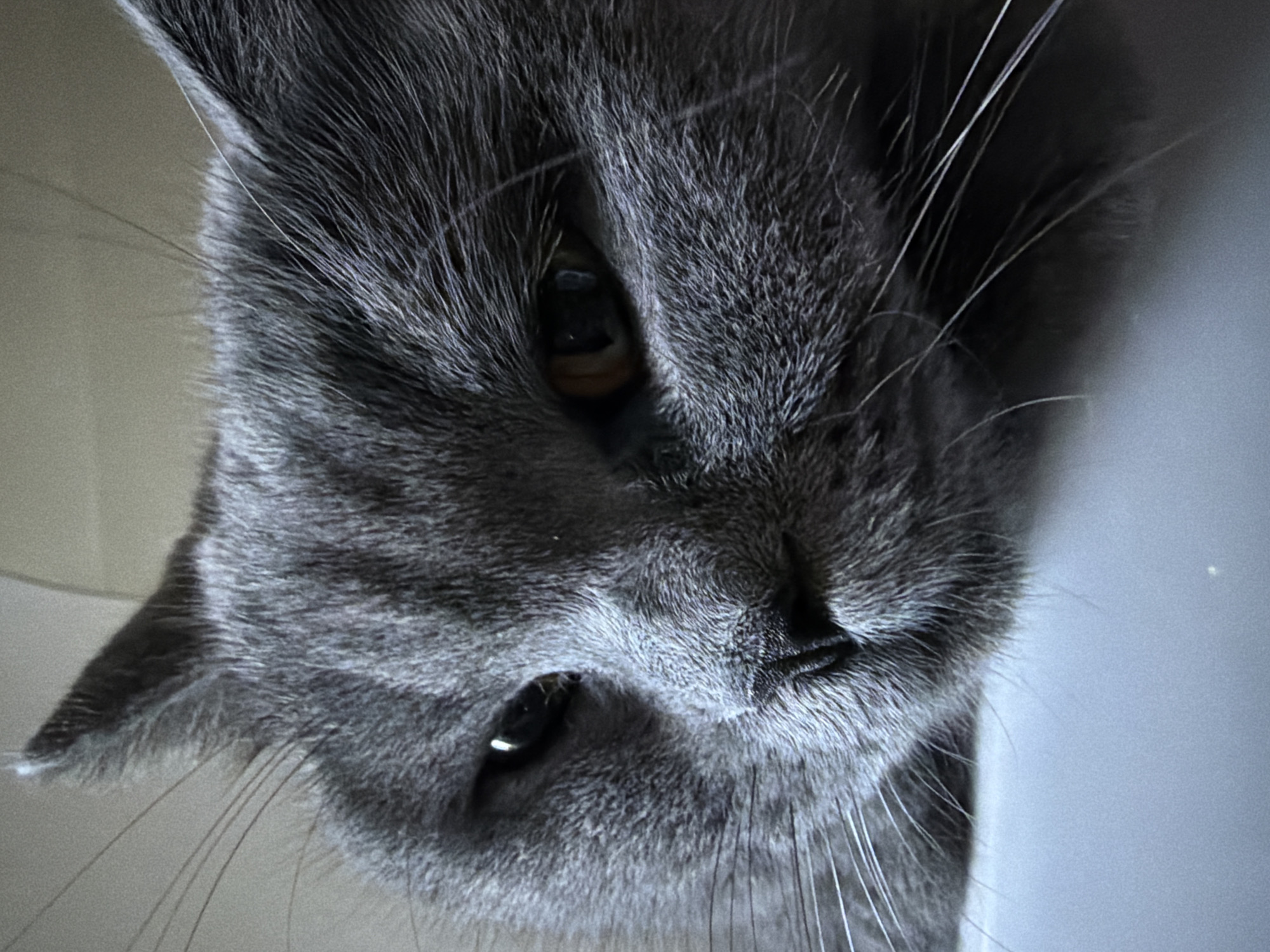The image is a close-up, low-angle, portrait-style photograph of a gray cat's face. The cat appears to be a British Shorthair breed due to its dense fur and round facial features. The cat's eyes are partially closed, and its gaze is directed slightly downwards and to the left of the camera. One eye is a yellowish-brown color, while the other is darker with a reflection. The cat's whiskers are prominent and fan out from its muzzle. The fur texture is detailed, showing individual strands of gray hair. The background is softly blurred and appears to be a light-colored, neutral surface, possibly a piece of furniture or a wall. There is no visible indication of the city of Szczecin, Poland, or any specific location within it. The image focuses entirely on the cat's face and does not contain any other subjects, objects, or actions.