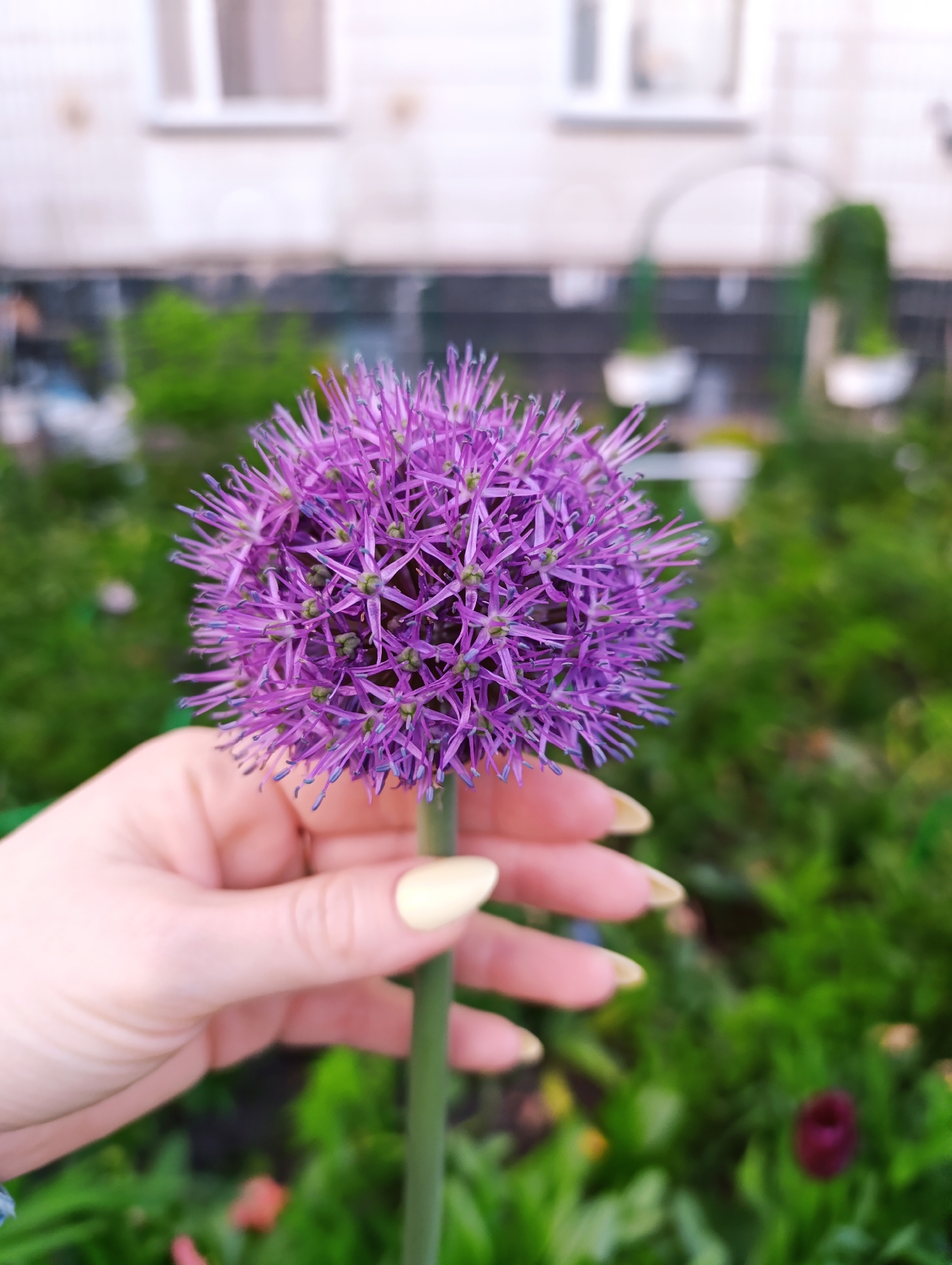 A photograph depicts a hand holding a purple Allium flower. The hand, displaying light skin, holds the flower's green stem. The nails are painted with a pale yellow polish. The Allium flower is a spherical bloom of small purple florets with green centers. The background is blurry and features a green garden with various plants and possibly hanging flower pots. Behind the garden is a building with white-framed windows. The location is undetermined.