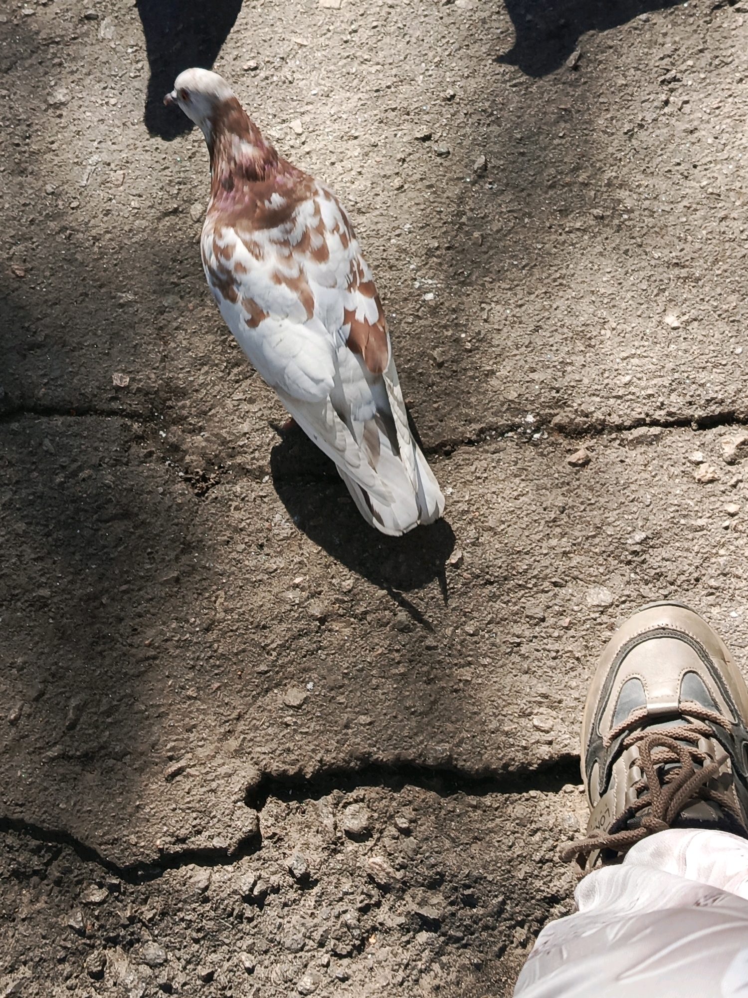 An overhead shot shows a pigeon standing on a cracked asphalt surface. The pigeon, predominantly white with brown and grey markings, is looking to the left. A shadow of the pigeon is cast on the ground to its left. In the lower right quadrant of the image, a portion of a light-colored athletic shoe with brown laces is visible, suggesting a person is standing nearby. The ground is dry and gritty, with small pebbles scattered on the surface.