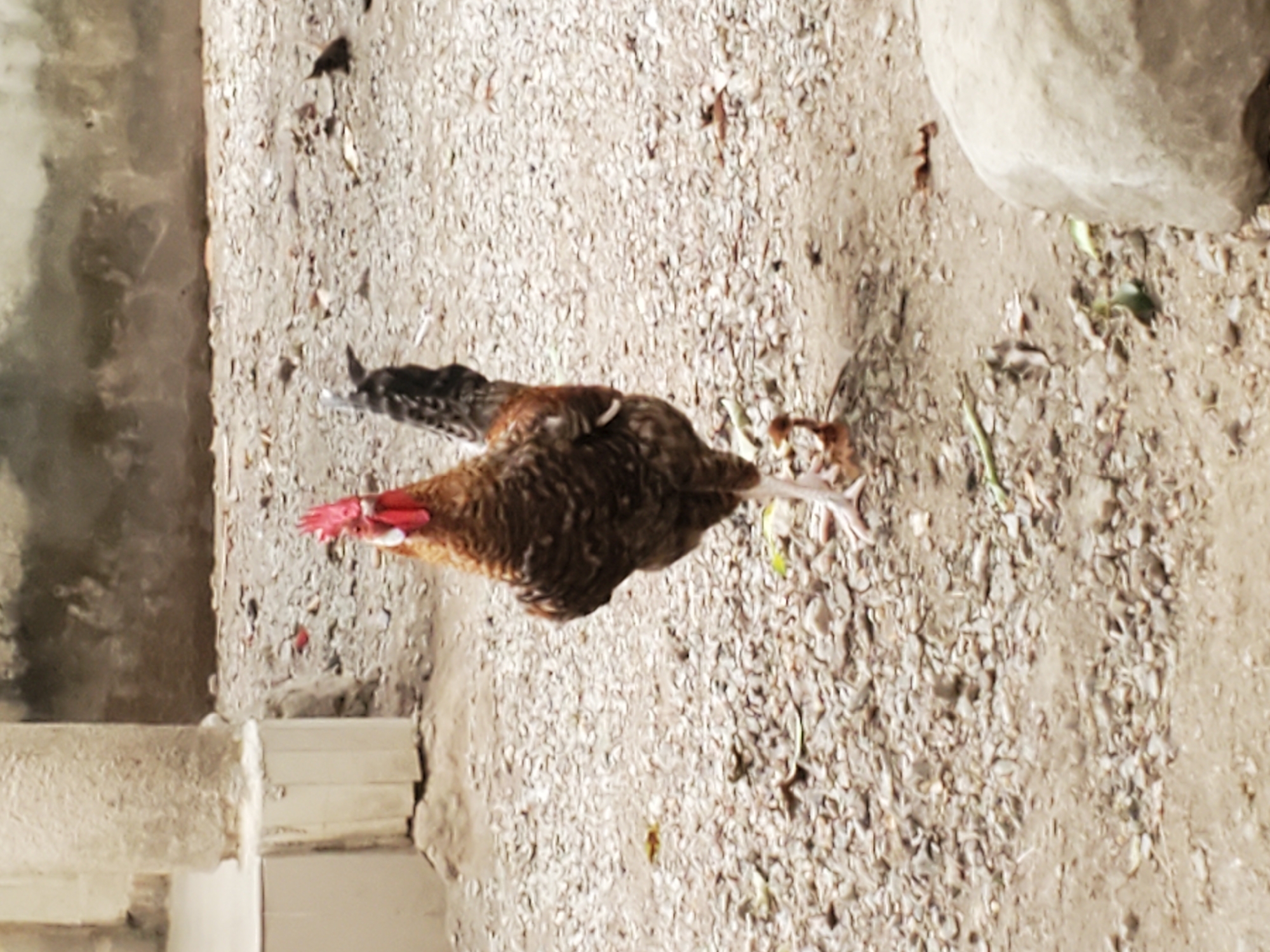 The image, taken in Mararaba, Nigeria, features a brown and black feathered chicken walking on a gravelly and dirt ground. The chicken, likely a hen, is distinguishable by its prominent red comb and wattles. Its head is slightly lowered, and one leg is extended forward, suggesting it is either moving or foraging for food.
The setting is an outdoor, unpaved area. The ground is a mix of small pebbles, gravel, and loose dirt, with a few small green plant fragments scattered across it. On the right side of the frame, a large, light-colored rock is partially visible. To the left, there is a textured concrete or cement structure, possibly a wall or building foundation, with a lighter, lower concrete beam or step extending into the bottom left corner.
The lighting indicates it is daytime, likely mid-morning or afternoon, given the absence of harsh shadows. The weather appears clear. There are no human subjects in the image, nor is there any visible text. The scene depicts a common, somewhat rustic outdoor environment typical for poultry, consistent with a backyard or local farm setting.
