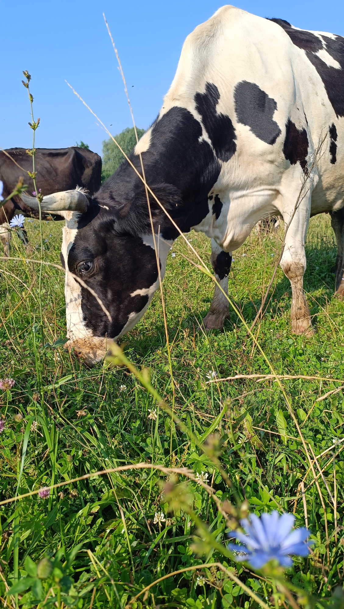 A black and white cow is grazing in a grassy field under a clear blue sky. The cow is positioned in the foreground and is the main subject of the image. Another brown cow is visible in the background, slightly out of focus. The field is covered in lush green grass and dotted with small white and purple flowers, as well as some taller dry grasses. The sun is shining, casting a warm light on the scene. The location is stated to be the city of Karsha, Russia.