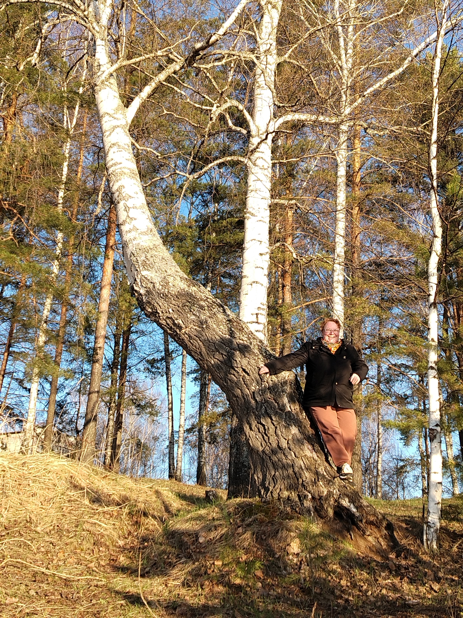 A woman is posing for a photograph in a sunlit forest or wooded area in Chaikovsky, Russia. She stands beside and leans against the thick, gnarled trunk of a large, leaning birch tree, which dominates the left side of the frame. The woman, appearing middle-aged, wears a black jacket, orange-brown pants, a patterned scarf, and glasses, and has a broad smile on her face, conveying joy.
The setting is characterized by a dense mix of trees. Numerous other birch trees with their distinctive white bark are visible throughout, some with bare branches, others showing early signs of foliage. Interspersed among them are tall pine or conifer trees with green needles, suggesting early spring or late autumn. The ground slopes gently, covered with dry, golden-brown grass and fallen leaves, with patches of green grass emerging. Long shadows are cast across the ground, indicating either morning or late afternoon sun, which bathes the scene in a warm, golden light. The sky above is clear and blue, visible through the intricate network of branches. No visible text is present in the image.