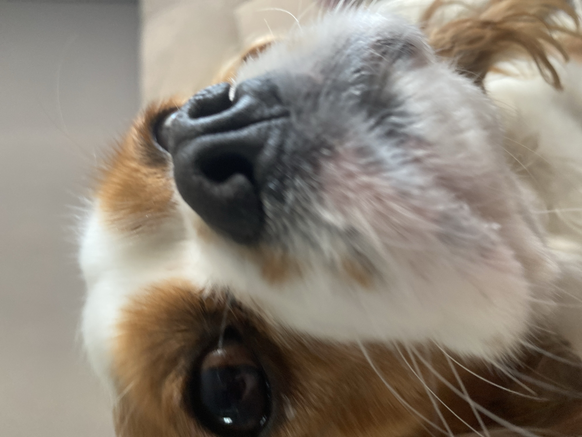 A close-up, low-angle, indoor shot shows the face of a Cavalier King Charles Spaniel, which is mostly filling the frame. The dog has brown and white fur. The left eye is dark brown and appears to be looking towards the camera. The black nose is prominent and slightly out of focus. Long white whiskers extend from the snout. The background is a blurred, neutral-colored surface, likely furniture. The lighting is soft and diffused. The location is not discernable from the image.