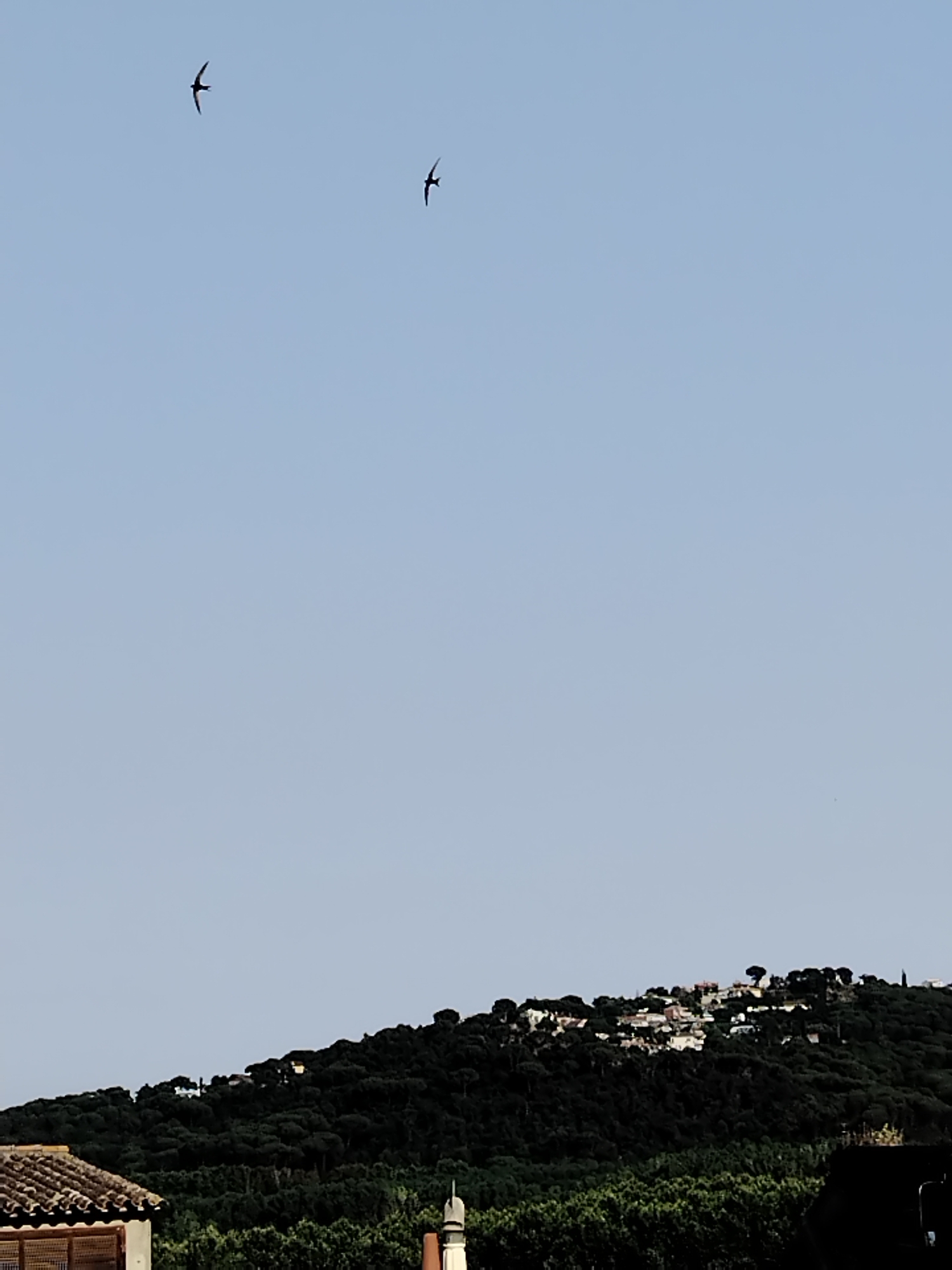The image captures a distant view of Hostalric, Spain, under a clear blue sky. The foreground features the tiled roof of a building. In the midground, a densely forested hill rises, dotted with small white buildings clustered near its crest, forming a small village. Two birds are silhouetted against the sky in the upper left quadrant of the image. The scene depicts a peaceful, natural landscape with a human settlement nestled within it.