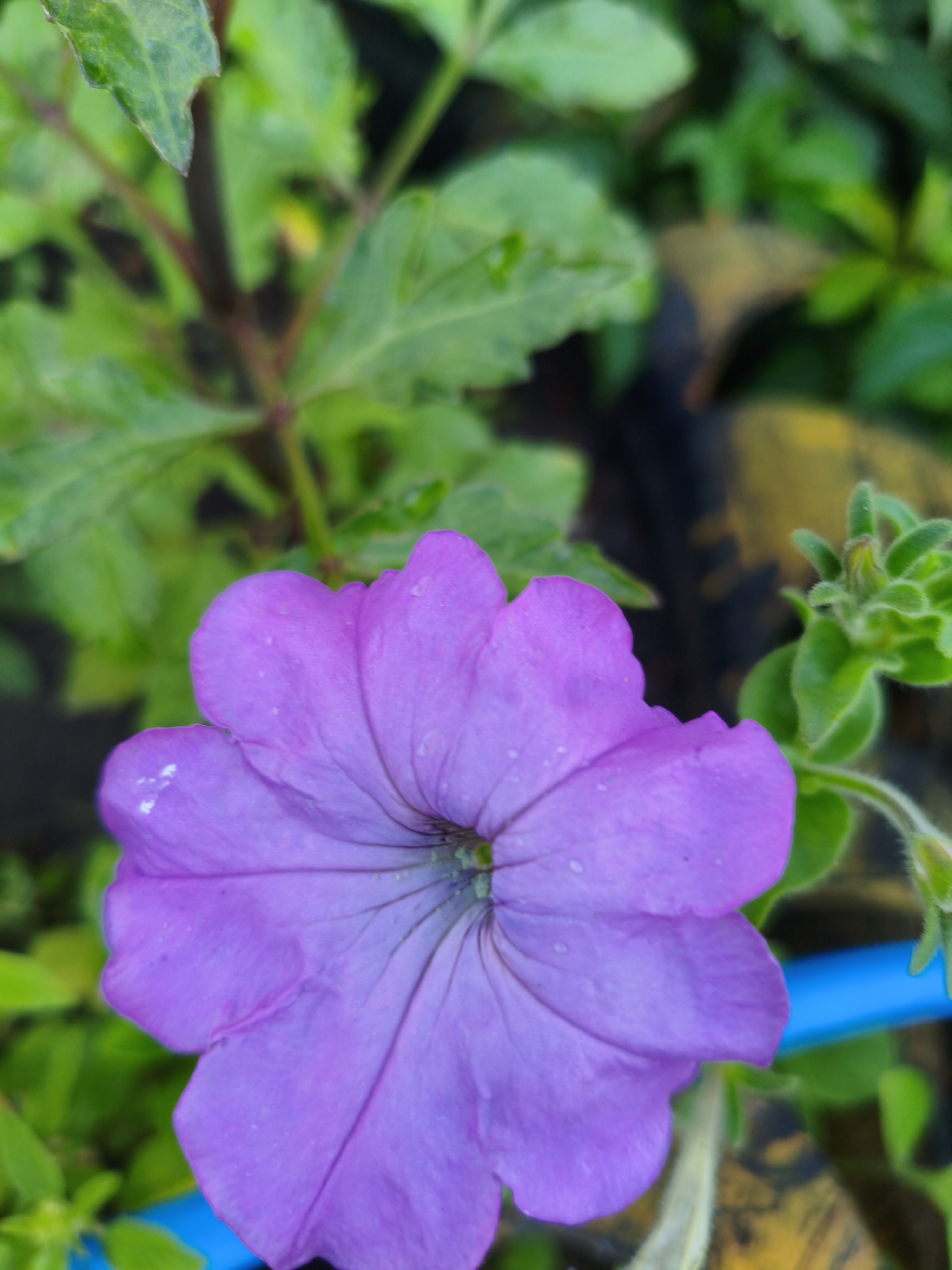 A close-up, eye-level, vertical shot shows a single, vibrant purple petunia flower in full bloom. The flower is the primary subject and fills the lower center of the frame. Its delicate petals are tinged with a lighter hue towards the center and show faint veins. Tiny water droplets are visible on the petals, suggesting recent rain or watering. The background is a soft blur of green foliage and darker elements, with a hint of yellow and blue visible on the right side of the image, possibly indicating artificial elements like a pipe. The overall lighting is diffused, creating a gentle ambiance. The image was captured in Ақсуат ауылдық округі, Kazakhstan.