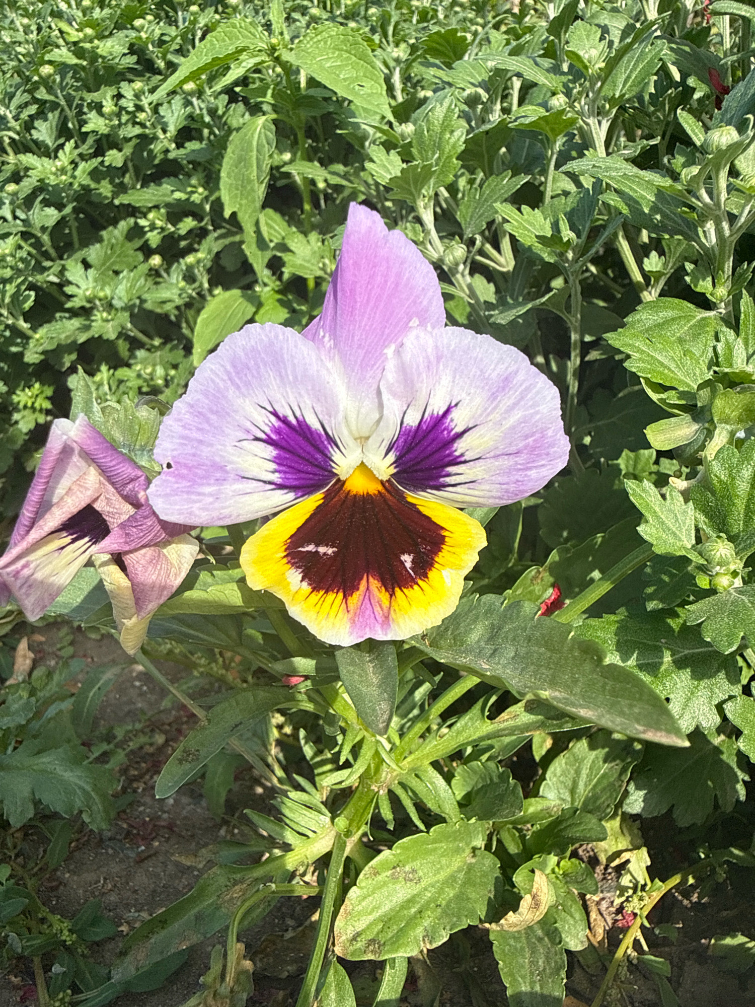 A close-up, eye-level shot captures a vibrant pansy in full bloom, its delicate petals displaying a striking combination of lilac, deep purple, white, yellow, and dark maroon. The flower is positioned slightly off-center, with its face turned towards the viewer. To the left of the main bloom, another, partially closed pansy, also in shades of purple and yellow, is visible. Both flowers are surrounded by lush green foliage, with some leaves showing signs of slight wilting or damage. The background consists of dense green vegetation, creating a natural, garden-like setting. The lighting suggests it is daytime, with shadows cast by the leaves indicating the sun is at an angle. The overall scene is one of natural beauty and growth.