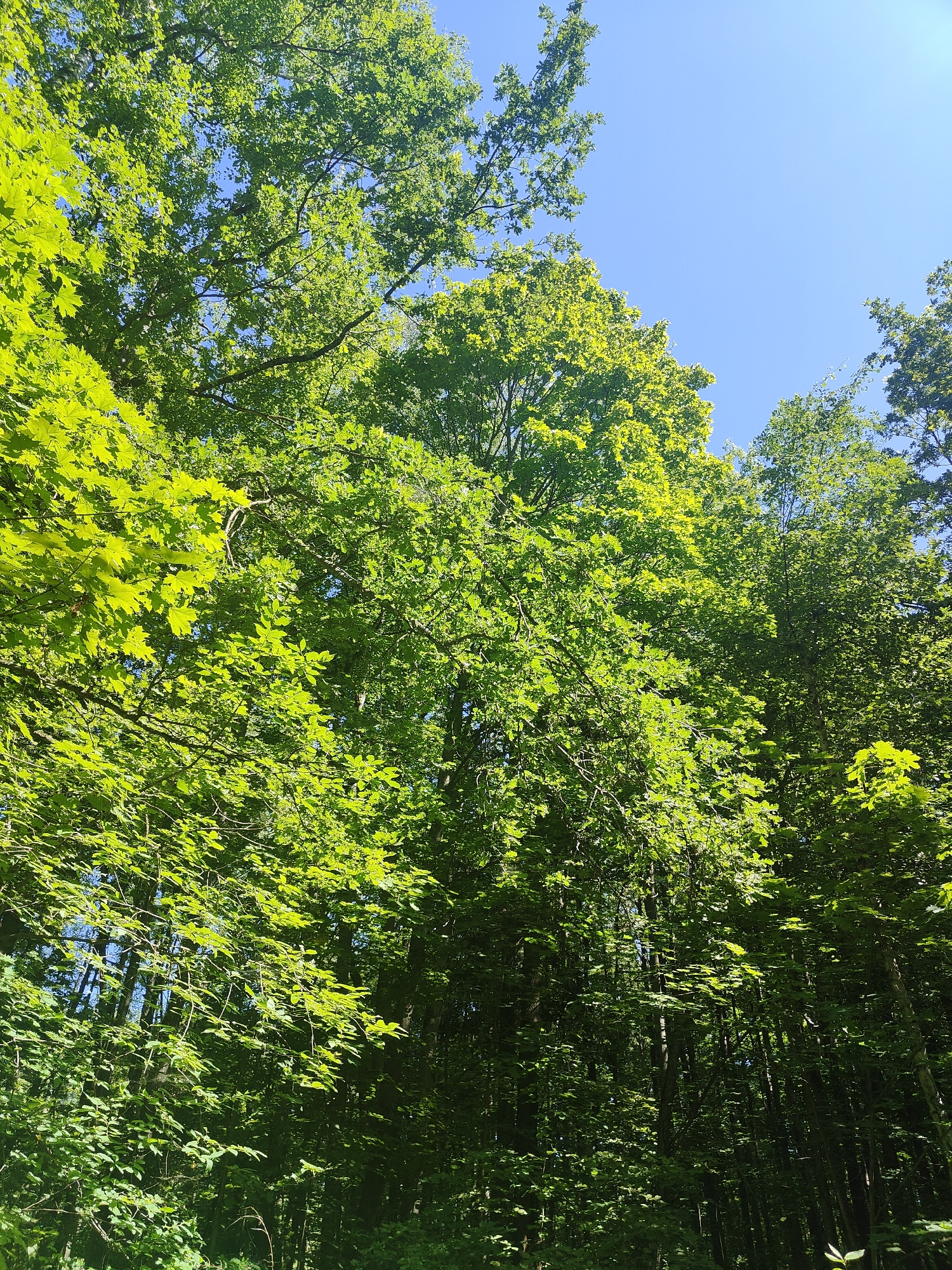 This image depicts a dense forest canopy against a clear blue sky. Sunlight filters through the vibrant green leaves of various trees, creating a dappled effect. The foreground shows a cluster of maple leaves, their edges sharply defined by the bright light. In the background, taller trees with darker foliage recede into shadow, their trunks barely visible. The scene is tranquil and natural, evoking the feeling of a summer day in a woodland setting. There are no people or man-made objects visible in the image.