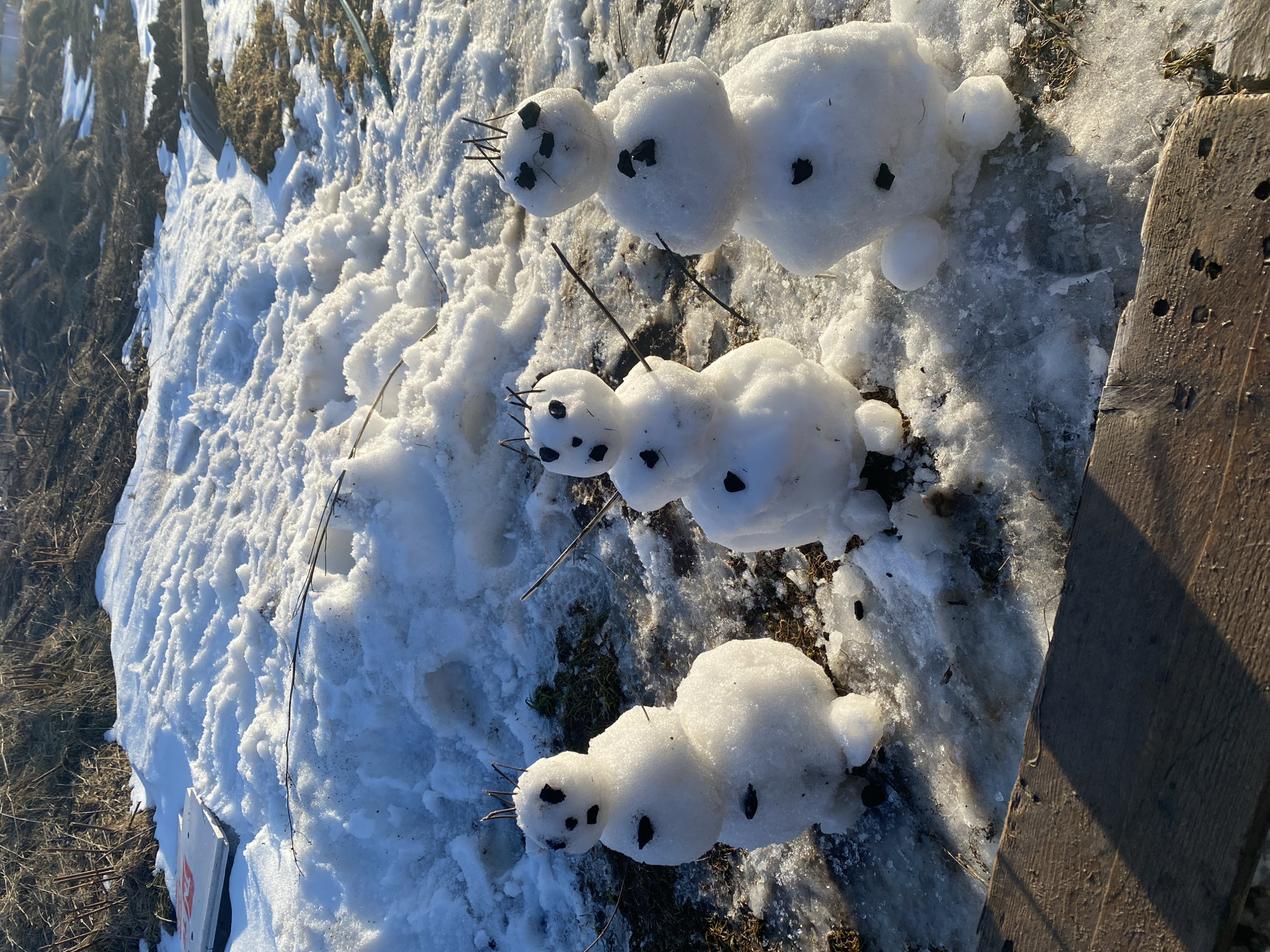 The image shows three snowmen lying horizontally on a snowy surface. The snowmen are small and made of three or four snowballs each. They have faces made of small, dark objects, likely pebbles or small pieces of charcoal, and twigs are used to simulate hair. The snow is melting, with some patches of bare ground visible. A weathered wooden board is located to the right of the snowmen. The location in the city of Izhevsk, Russia is not verifiable from the image.