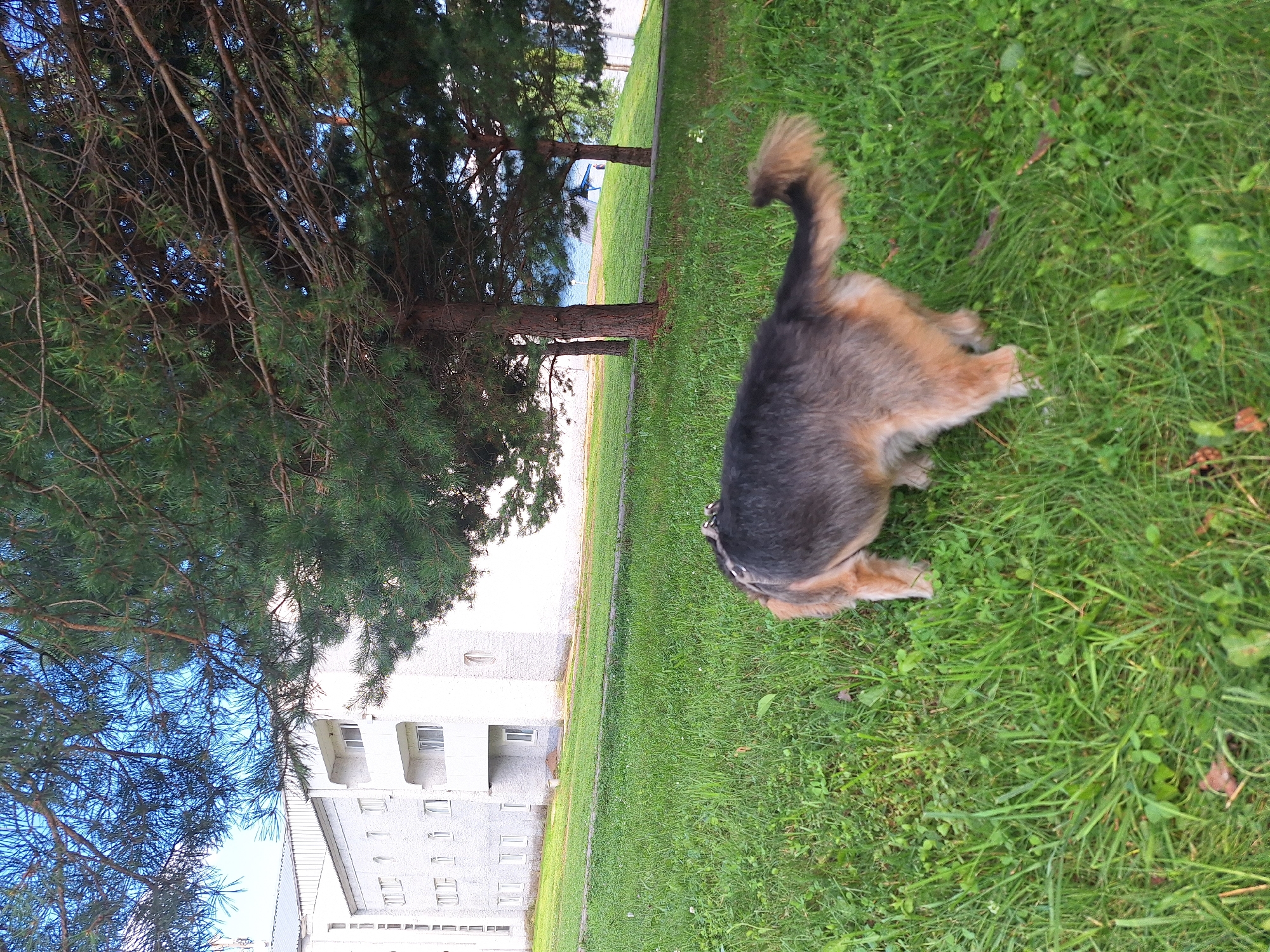 The image shows a German Shepherd dog with a harness on its back, standing in a grassy area. The dog is facing away from the camera and is sniffing the ground. In the background, there is a white building with multiple windows and balconies, possibly an apartment building or hotel. Pine trees are visible in the foreground, casting shadows on the grass. Further in the background, a body of water, likely a lake or river, can be seen with a small blue structure on its shore. The scene appears to be outdoors, in a park-like setting near a body of water and a residential or commercial building, characteristic of a location in the city of Atamanovka, Russia. The lighting suggests it is daytime, possibly late afternoon.