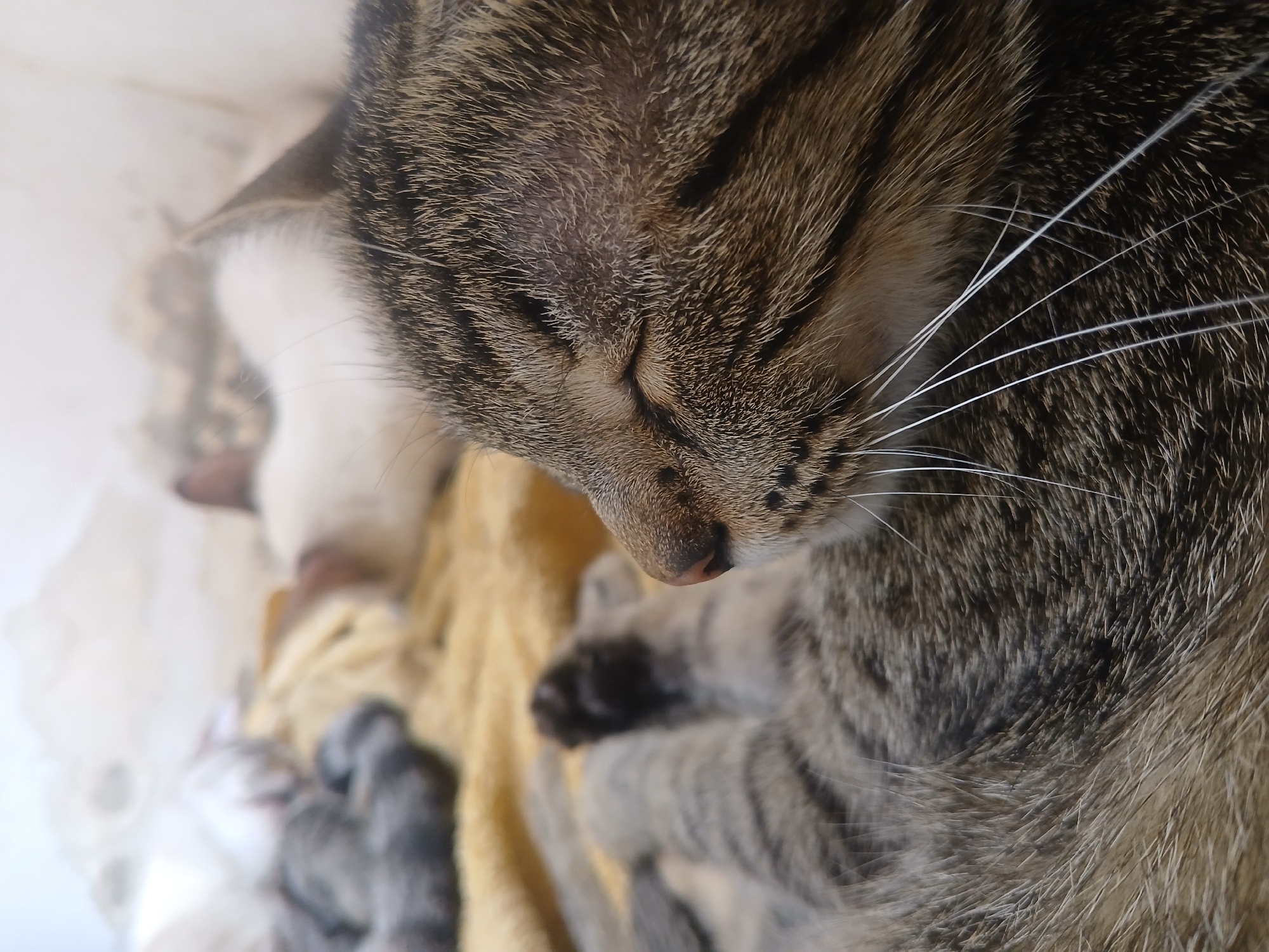 The image shows a close-up of a tabby cat sleeping. The cat's face is in focus, revealing its closed eyes, whiskers, and patterned fur. Other kittens and a white cat are visible, as well as a yellow blanket. The environment surrounding the scene is blurry and out of focus. The image was taken in Ciudad Guayana, Venezuela.