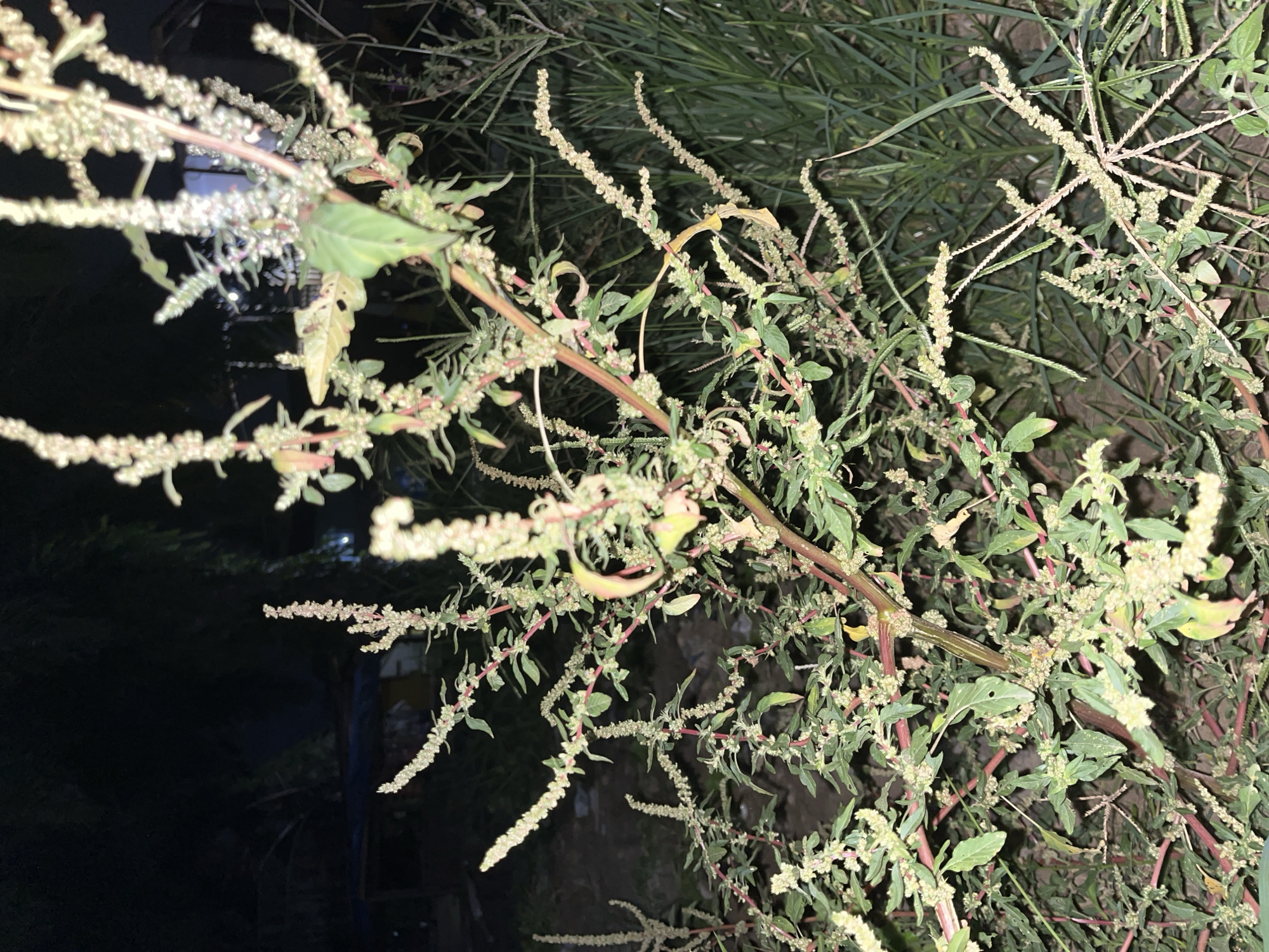 The image shows a close-up of a plant with numerous small, pale flowers clustered along its stems. The stems are reddish-brown and appear somewhat woody. The plant has green, somewhat ovate leaves, some of which are curled or damaged. The background is dark, suggesting it is either nighttime or a shaded area. The plant appears to be growing in an outdoor environment, possibly a garden or natural setting, with hints of other foliage visible behind it. There are no people or discernible objects other than the plant itself. The lighting is uneven, with some parts of the plant well-lit and others in shadow, contributing to the dark background. The overall impression is of a wild or untamed plant, with its flowers appearing in small, elongated clusters. There is no visible text in the image.