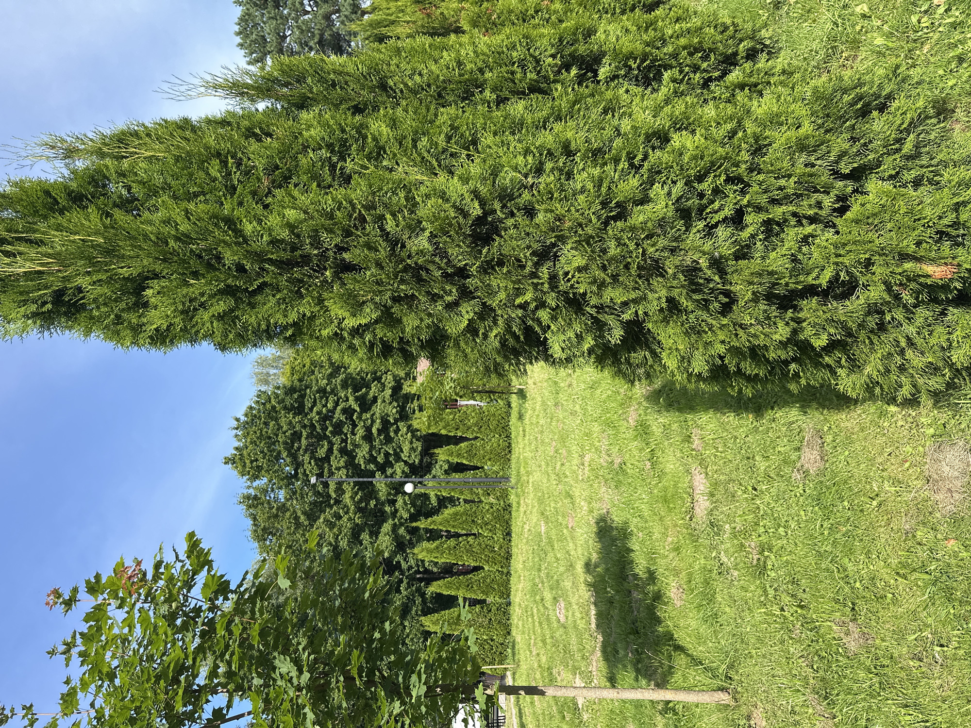An outdoor, eye-level, medium shot captures a vibrant green landscape under a clear blue sky. In the foreground on the right, a tall, conical evergreen tree dominates the frame, its dense foliage casting a shadow on the lush green grass. To the left, a young sapling with a thin, light-brown trunk stands in the grass. In the midground, a row of identical, cone-shaped evergreen trees lines a gently sloping lawn. A single lamppost with a spherical light fixture stands behind the row of trees. The background features a dense line of mature green trees, creating a verdant backdrop against the bright sky. The overall impression is of a well-maintained park or garden on a sunny day.