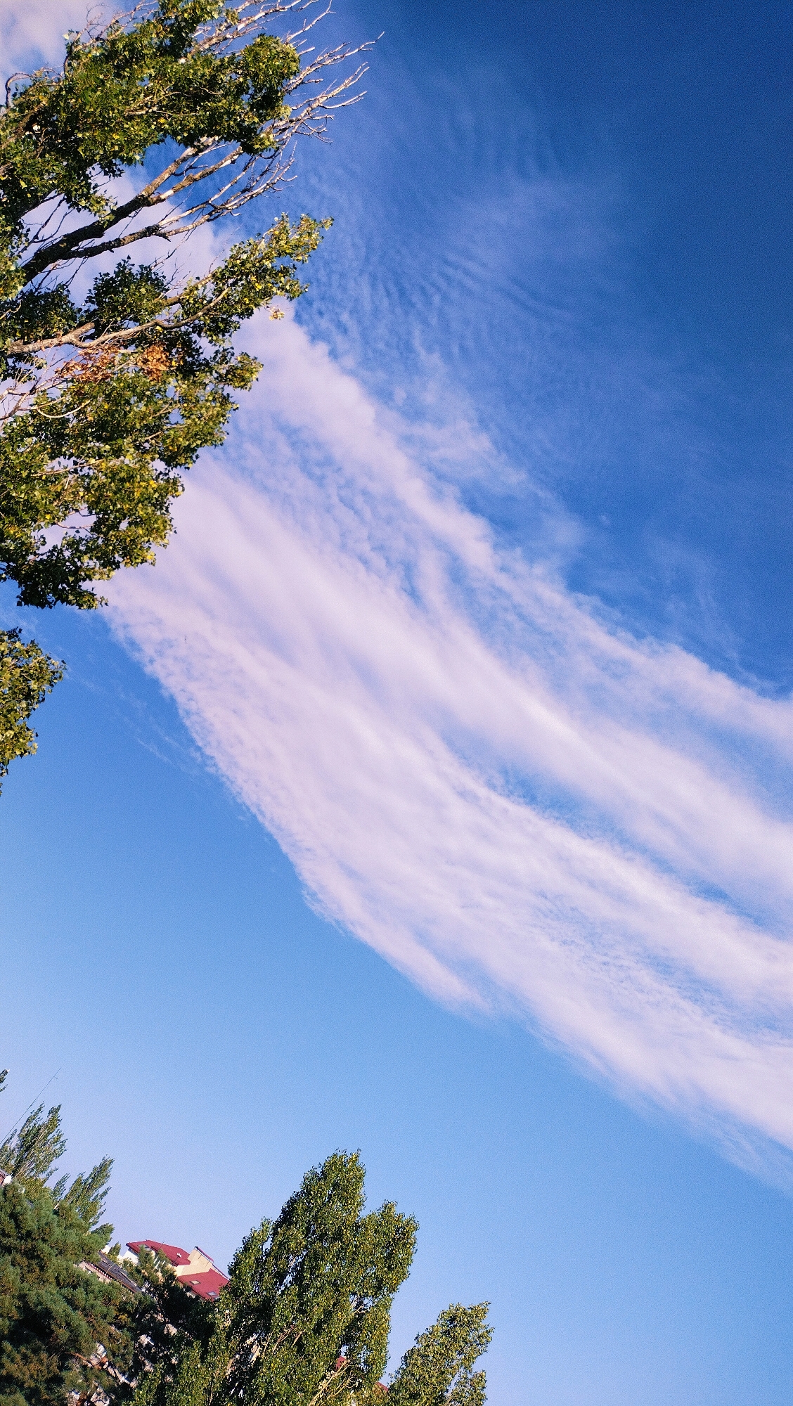 This is a photograph taken from a low angle, looking up at a bright blue sky with wispy white clouds streaking across it. In the upper left corner, the branches and green leaves of a large tree are visible. In the lower part of the image, the tops of other trees are seen, with a red-tiled roof of a building peeking out from behind them. The image appears to be taken in an urban or suburban environment in Horishni Plavni, Ukraine, with the presence of trees and buildings. The lighting suggests it is daytime, possibly late afternoon due to the clear sky and the angle of the light. No people are visible in the frame.