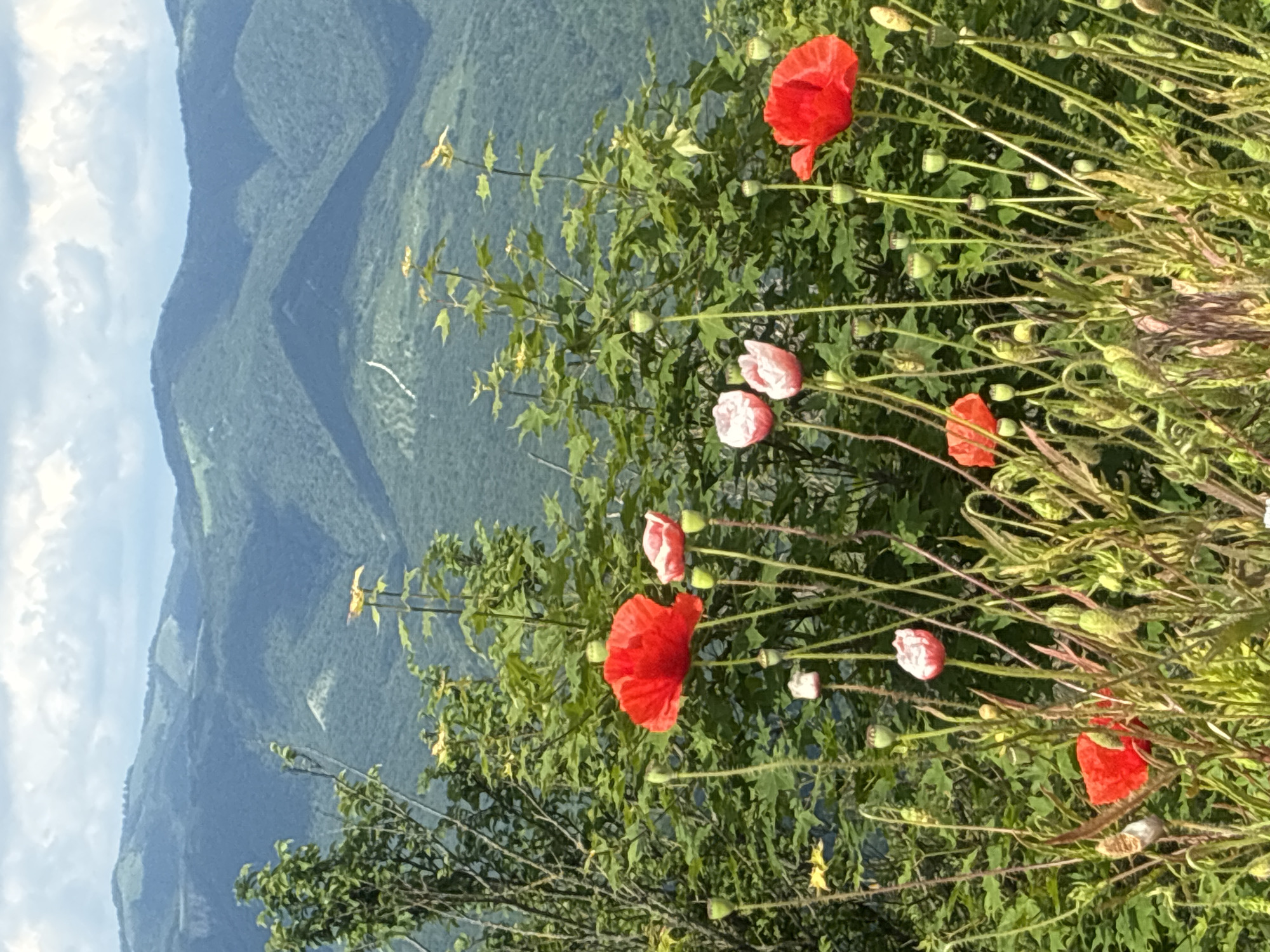 This is a photograph of a scenic mountain landscape with foreground poppies. The image depicts rolling, green mountains covered in trees, with a cloudy sky above. In the foreground, several vibrant red and pink poppies are in bloom, with green stems and seed pods. The poppies are set against a backdrop of lush green foliage. The photo appears to have been taken on a bright, overcast day. The image does not contain any information to suggest it was taken in Gelendzhik, Russia.