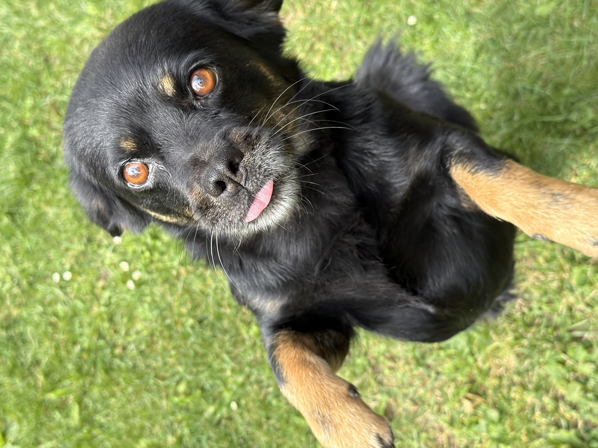 A black and tan dog stands on its hind legs on a patch of grass. The dog is looking up at the camera with its tongue sticking out. Its eyes are amber and its fur is short and dense. The grass is green and appears to be well-maintained. There are a few small white flowers scattered in the grass. The image appears to have been taken outdoors on a sunny day. The location is not specified in the image or provided in the prompt.
