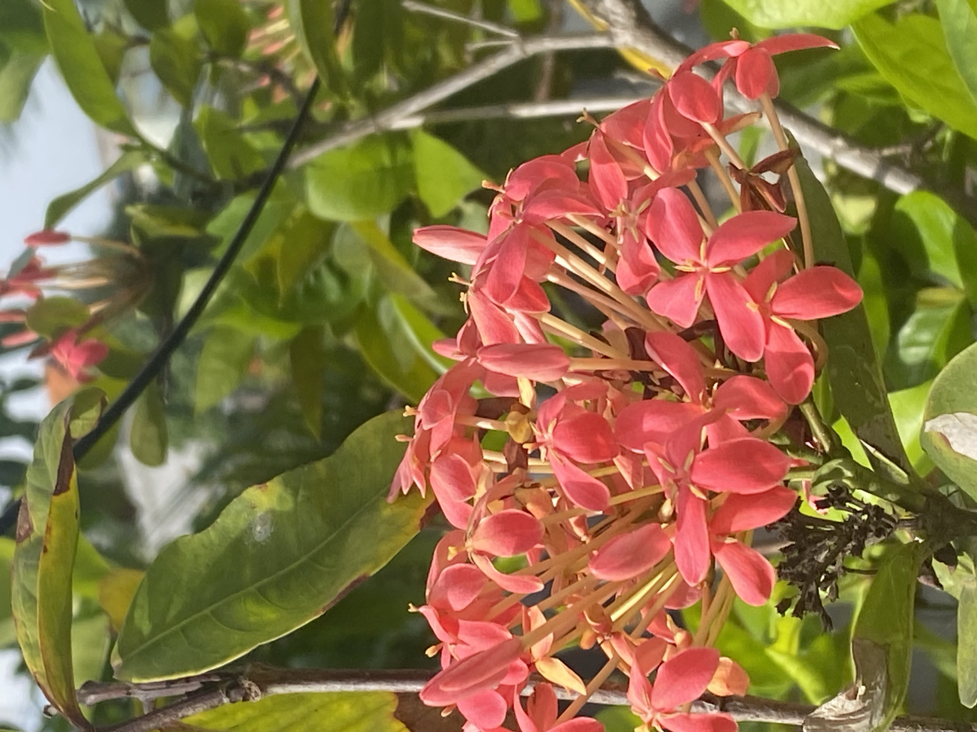 A close-up, sunlit shot captures a cluster of vibrant pink Ixora flowers, also known as jungle flame or flame of the woods, on a bright day. The flowers, with their distinctive star-shaped petals and thin, elongated stamens, are arranged in a dense corymb. Some of the flowers are still in bud form, showcasing their conical shape. The background is a blur of lush green foliage and branches, suggesting a garden or natural setting. The image is sharp and well-lit, highlighting the rich colors and delicate details of the flowers. There are no people or man-made objects visible in the frame, focusing solely on the natural beauty of the flora. The scene is serene and peaceful, evoking a sense of tranquility and the warmth of a tropical environment, characteristic of Mũi Né, Vietnam, a coastal resort town renowned for its beautiful beaches and tropical vegetation.