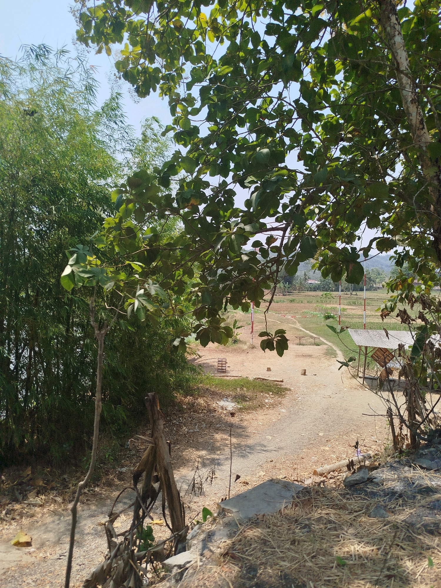 The image shows a rural landscape, likely in Kebagoran, Indonesia, characterized by lush vegetation and agricultural fields. In the foreground, a rough dirt path winds through dry grass and fallen leaves. A wooden stake with several branches is positioned on the right side of the path. To the left, a dense thicket of bamboo trees forms a natural boundary.
Beyond the path, a cultivated field stretches into the distance, bordered by trees and low hills. Several white and red striped poles are visible in the field, possibly marking boundaries or indicating a pathway. A small, rustic shelter with a corrugated metal roof stands on the right side of the field, offering simple protection from the elements. The sky is clear and bright blue.
The overall impression is one of a serene and undeveloped rural setting, with human presence indicated only by the path, the shelter, and the markers in the field. The natural elements, particularly the bamboo and the trees, dominate the scene, suggesting a tranquil environment.