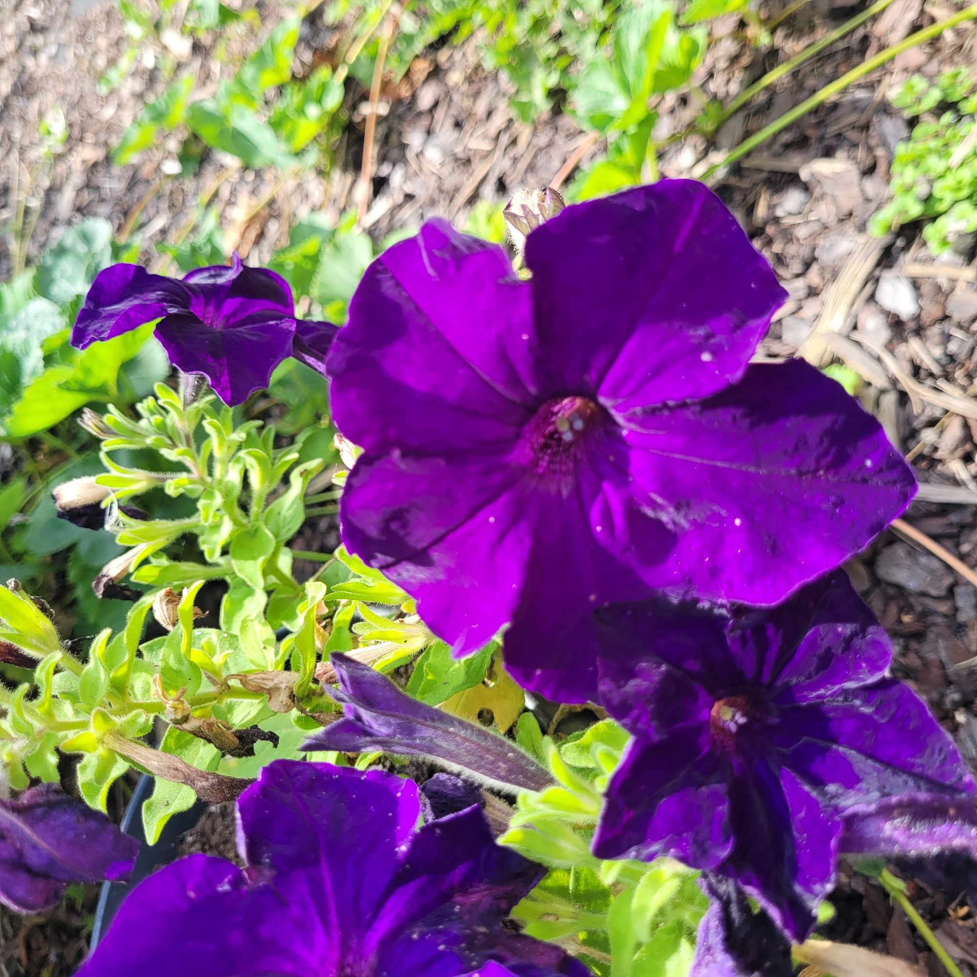 In Jūrmala, Latvia, a close-up shot captures a cluster of vibrant purple petunias blooming outdoors. The flowers, in various stages of opening, are the primary subjects, their rich color contrasting with the surrounding green foliage and the muted tones of the soil and mulch. Sunlight filters through the leaves, highlighting the delicate veins of the petals and casting subtle shadows. One large petunia flower dominates the foreground, its trumpet-shaped bloom fully open, revealing a dark, textured center. Smaller buds and partially opened flowers are visible throughout the frame, suggesting a healthy and thriving plant. The background shows a slightly blurred outdoor environment, with hints of more greenery and the textured surface of the ground.