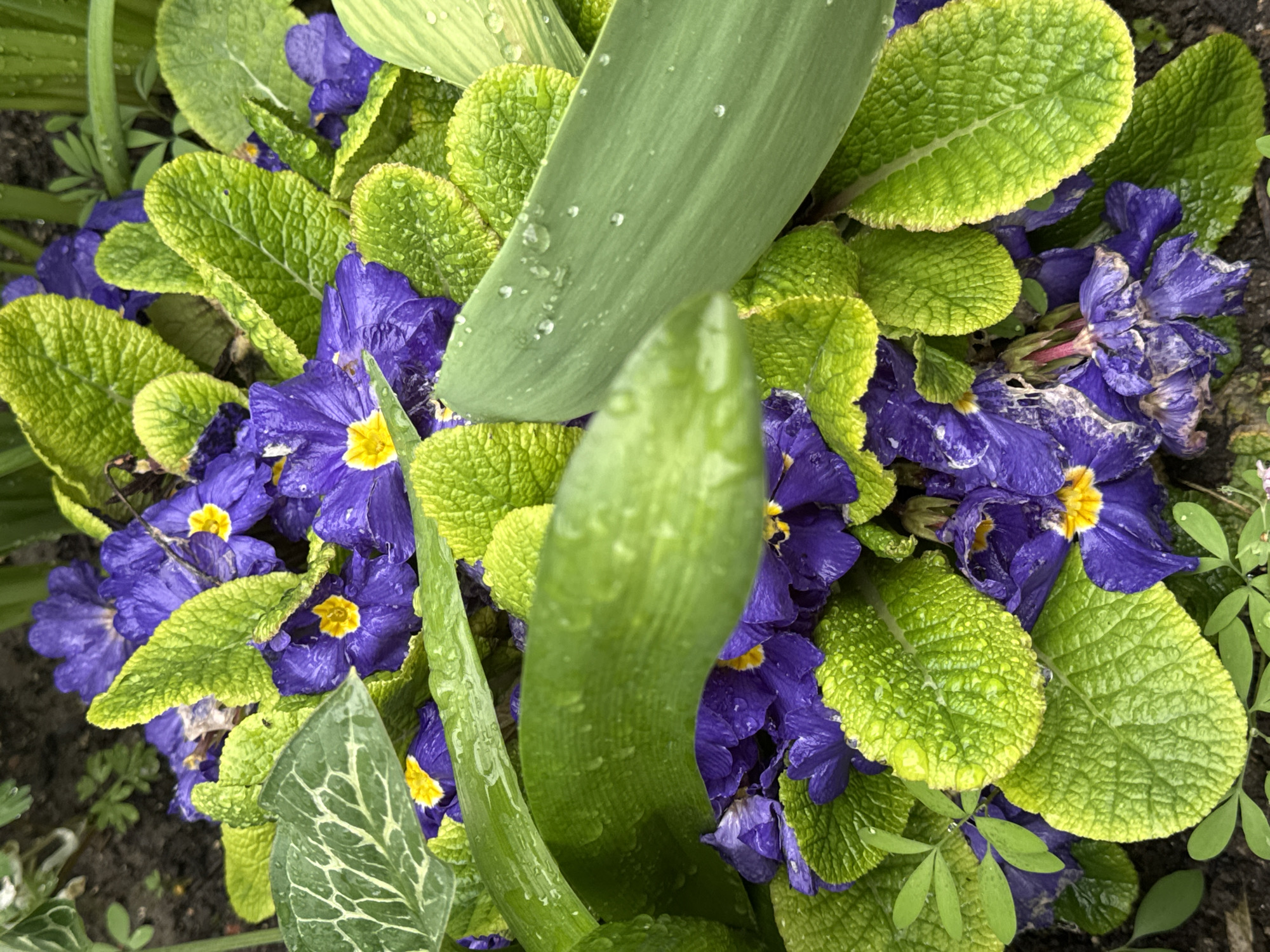 The image shows a close-up view of a cluster of purple primrose flowers with yellow centers, surrounded by textured green leaves, some with a yellowed edge. Two large, smooth green leaves, possibly from a tulip, run vertically through the center of the frame, partially obscuring the flowers. Droplets of water are visible on the leaves. The scene is likely in a garden setting. The location of Konstantinovo, Bulgaria, is not directly discernible from the image alone.