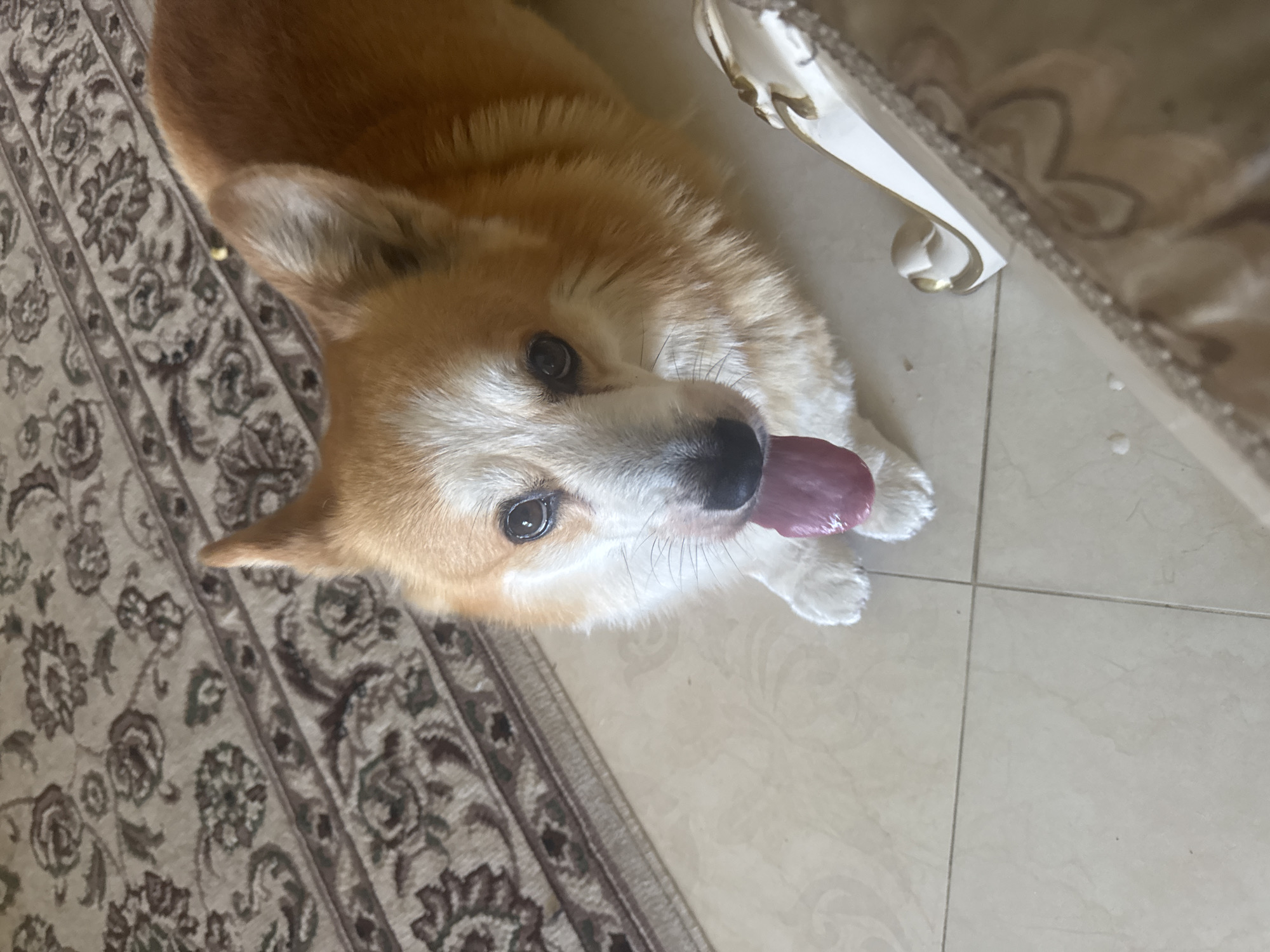 A corgi dog with its tongue hanging out is lying on a tiled floor next to a rug and part of a piece of furniture. The dog's fur is primarily tan and white, with black eyes and a black nose. The rug appears to have a floral pattern in muted tones of beige and brown. The furniture is white with gold trim. The setting is indoors. The image does not provide any information about the location in the city of Зеленые Холмы Кп, Russia.