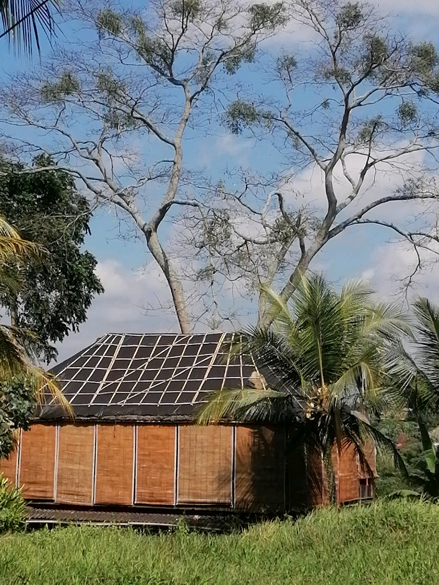 A traditional Balinese thatched-roof hut with bamboo walls is situated in a lush green field under a clear blue sky with scattered clouds. The hut has a dark roof covered with a grid of lighter colored material, possibly bamboo poles, laid out diagonally. The walls are made of woven bamboo mats, creating a rustic and natural aesthetic. Several palm trees, including a prominent coconut palm with visible coconuts, surround the hut, with their fronds creating dappled shadows on the structure. In the background, a large, bare tree with intricate branches dominates the upper portion of the image, its silhouette stark against the sky. The overall scene evokes a sense of tropical tranquility and traditional Balinese architecture in what appears to be a rural setting within the Ubud District of Indonesia.