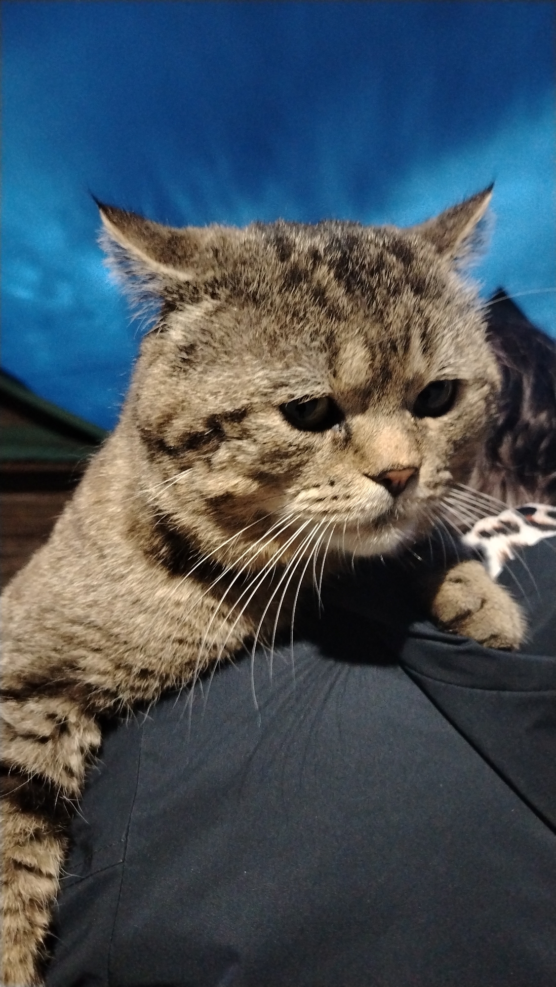 A medium-close shot shows a brown tabby cat perched on a person's shoulder. The cat has a serious expression, with slightly furrowed brows, dark eyes, and prominent white whiskers. The fur on the cat's back and left side is visible. The person is wearing a dark gray garment. The background is a blurry mix of dark blue and possibly some outdoor elements like a roofline. The location is not discernible from the image.