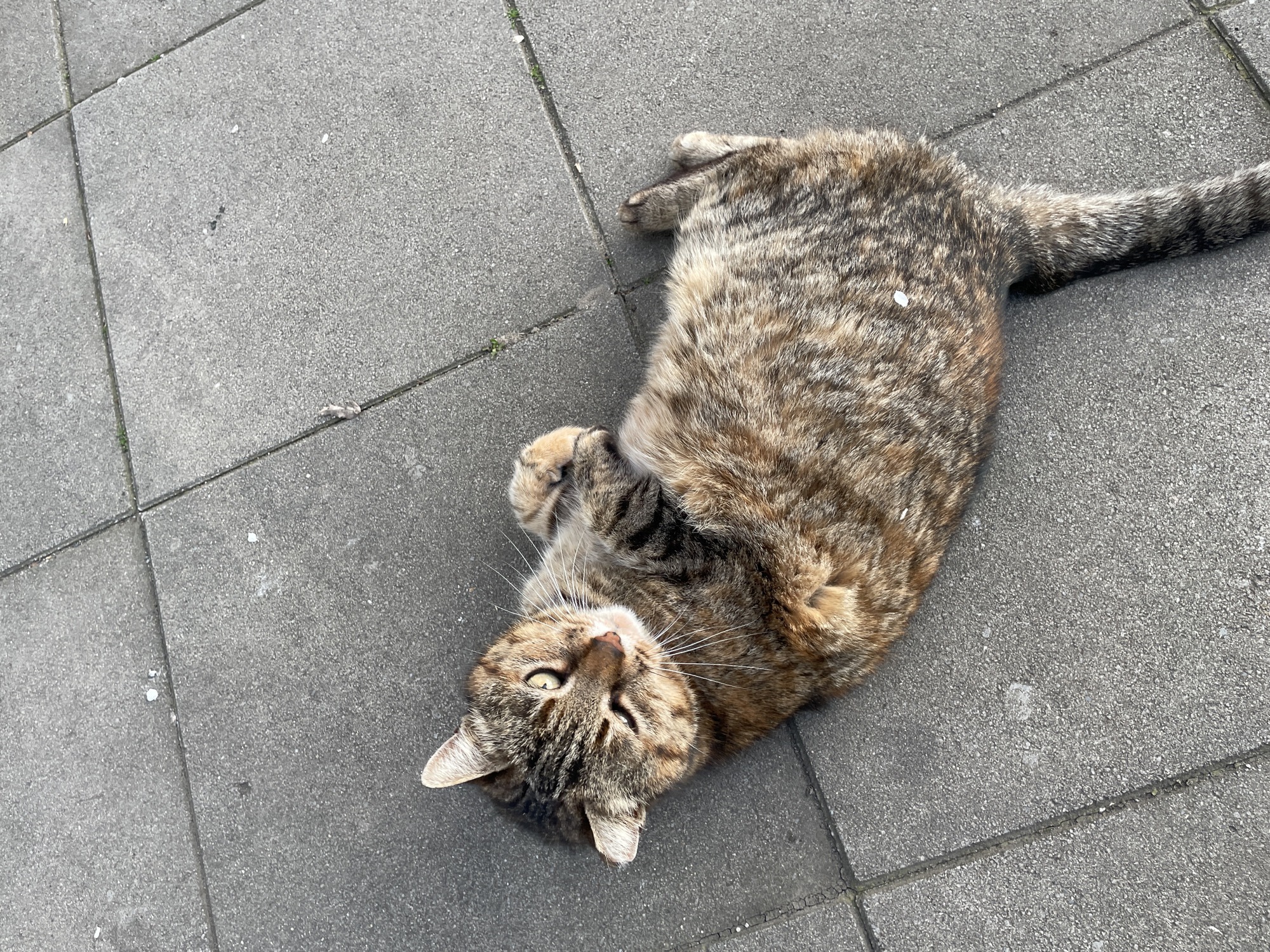 A cat lies on its back on a paved grey stone surface. The cat is predominantly brown and black with stripes on its head and tail, and it has one eye visible that is yellow. The paving stones are rectangular and fit together to form the pavement. The location is in Burgas, Bulgaria.