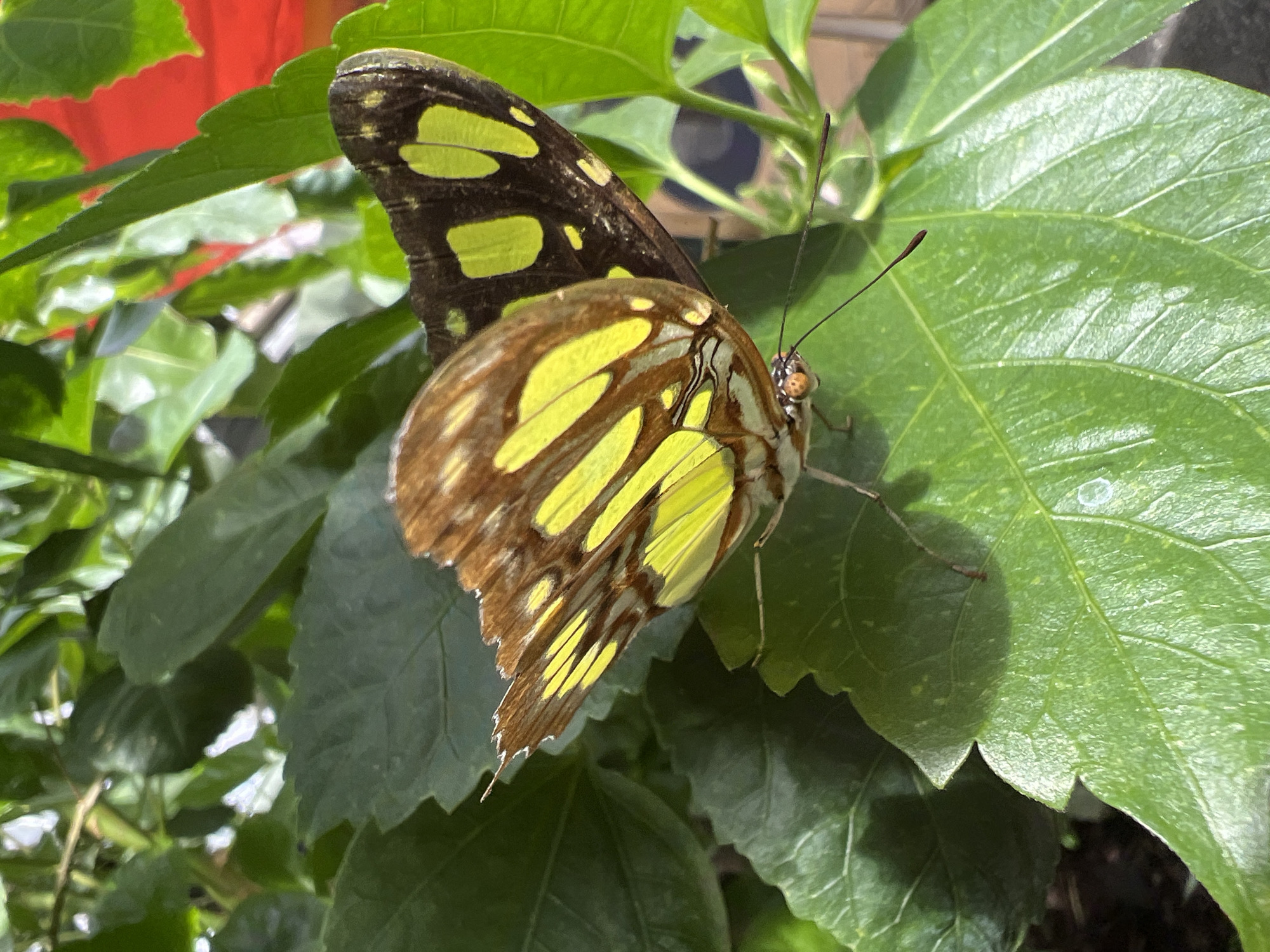 A Malachite butterfly rests on green leaves. The butterfly's wings are patterned with black and yellow. The background includes green leaves and a glimpse of a red object. The location is unknown and cannot be determined from the image. No people are visible.