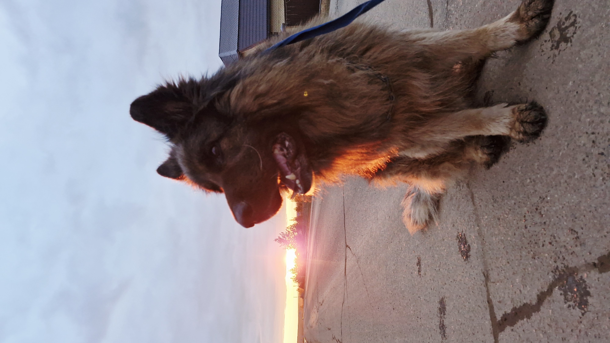This image captures a large, shaggy-haired dog lying on its side on a paved surface during sunset in Otchor, Russia. The dog, with a mix of brown and black fur and lighter underparts, has its mouth open, revealing its tongue and teeth, suggesting it is panting or in a relaxed, happy state. A blue leash is visible attached to its collar.
The setting is outdoors on what appears to be a concrete or asphalt path or road, with some dark, wet patches on the ground. In the background, there are distant buildings with dark roofs and some sparse trees or bushes along the horizon.
The time of day is sunset, characterized by the low, bright orange and red sun casting a strong, warm glow that illuminates the dog's fur and the surrounding ground. The sky above transitions from vivid warm colors near the horizon to a cooler light blue and grey. The overall atmosphere is peaceful, emphasized by the warm light and the dog's seemingly content demeanor. There is no visible text in the image.