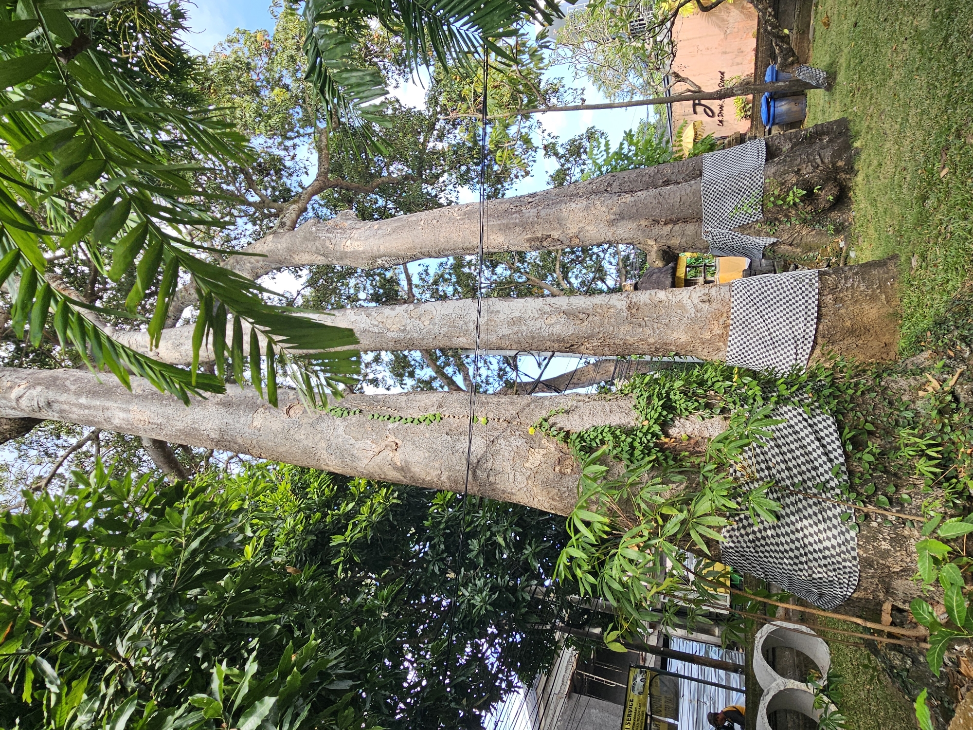 The image shows three mature trees that are situated outdoors and arranged in a row. The trees are adorned with checkered black and white cloth draped around their bases. The trees appear to be located in an area with other greenery, including plants and bushes. In the background, there are hints of a building, as well as blue barrels. The location may be Denpasar, Indonesia, as per the prompt.