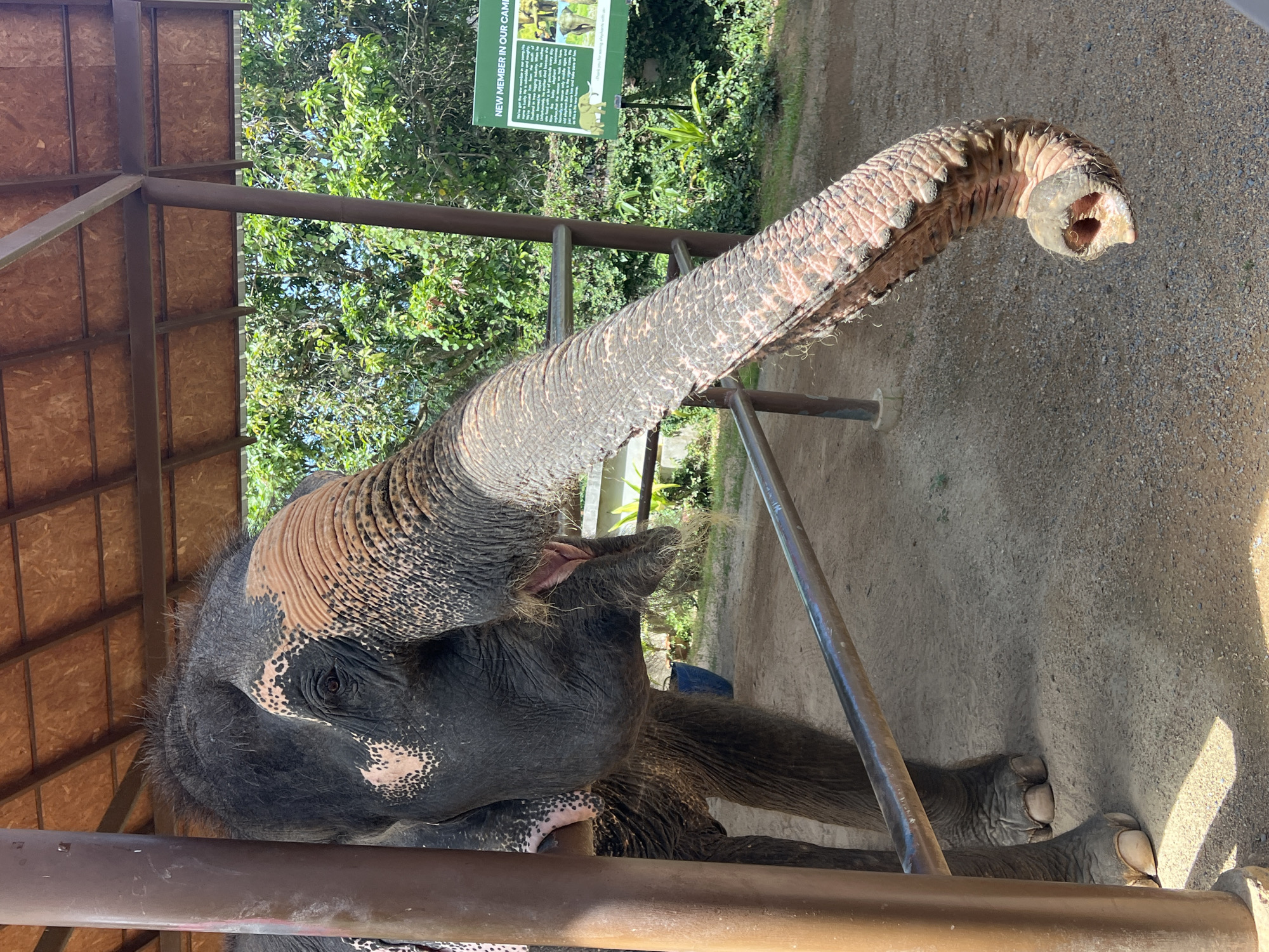 An elephant, with its trunk extended forward, stands under a wooden-roofed shelter in Baan Thurian, Thailand. The elephant's skin is gray with patches of pinkish-brown. The trunk is textured with ridges and appears dusty. To the right, a green sign with text and images is visible, indicating it is a "NEW MEMBER IN OUR CAMP". The ground is covered in dirt and gravel. Trees and foliage are seen in the background. Metal poles and railings are present in the foreground, suggesting an enclosure.