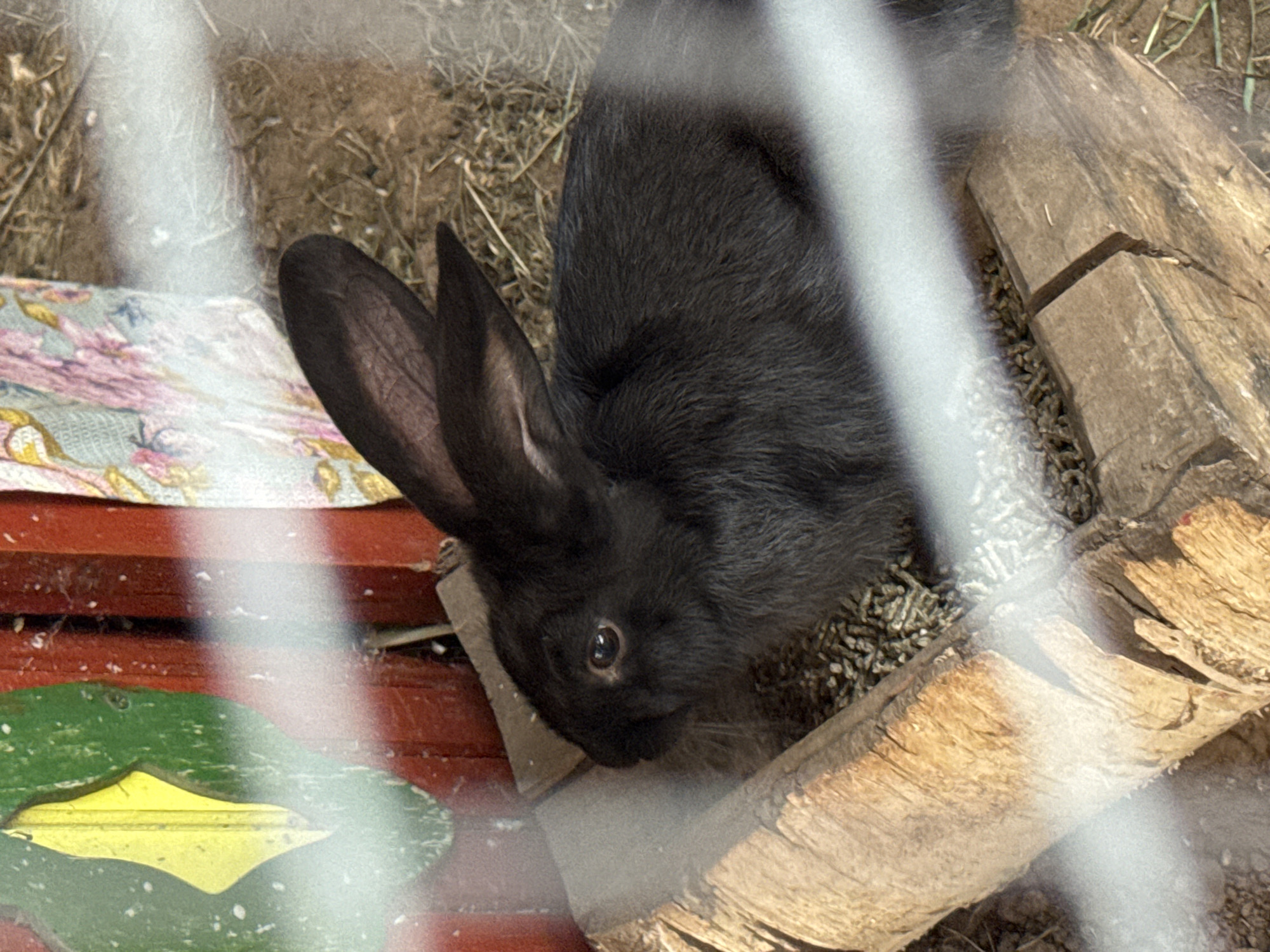 A black rabbit with large ears sits in a wooden feeder filled with pellets. The rabbit is positioned in the lower half of the image, facing left. Behind the rabbit, the ground is covered with hay and straw. To the left of the rabbit is a red wooden structure with green and yellow painted details, possibly part of an enclosure. To the right of the rabbit, a light-colored fabric with a floral pattern is visible. The image is taken through a wire mesh, creating horizontal streaks across the foreground. The scene appears to be outdoors in an animal enclosure. There is no specific indication of the city of Chaikovsky, Russia within the image.