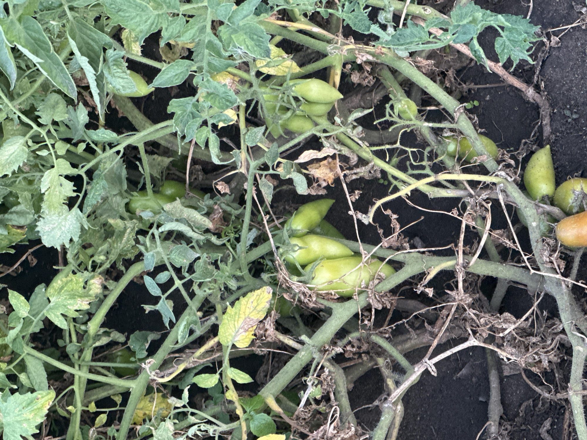 The image shows a close-up view of a tomato plant with several green, oblong tomatoes growing. The plant appears to be in a garden setting with dark soil visible at the bottom. Some of the leaves on the plant are yellowing and dry, suggesting potential issues with the plant's health or the time of year. The overall impression is a snapshot of a developing tomato harvest. The location in the city of Tobyl, Kazakhstan is not discernable from the image.