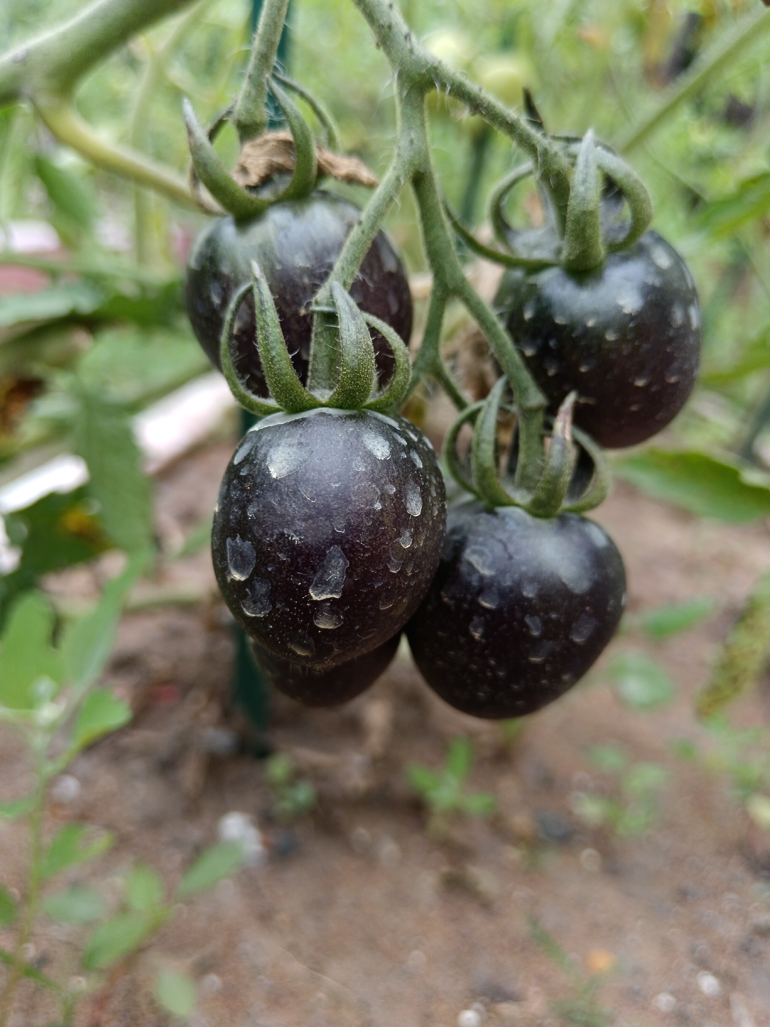 The image shows a cluster of dark, almost black, cherry tomatoes on a vine. The tomatoes are small and round, with some visible water droplets on their surface, suggesting they might have been recently watered or are covered in dew. The vine is green and fuzzy, with several leaves visible in the background, which are out of focus. The soil beneath the vine is visible, appearing as light brown and slightly disturbed. The overall impression is a close-up shot of ripening tomatoes in a garden setting. There are no people or animals present in the image, and the focus is entirely on the tomatoes and the plant. The location in the city of Sorochinsk, Russia, is not visually discernible from the image itself.