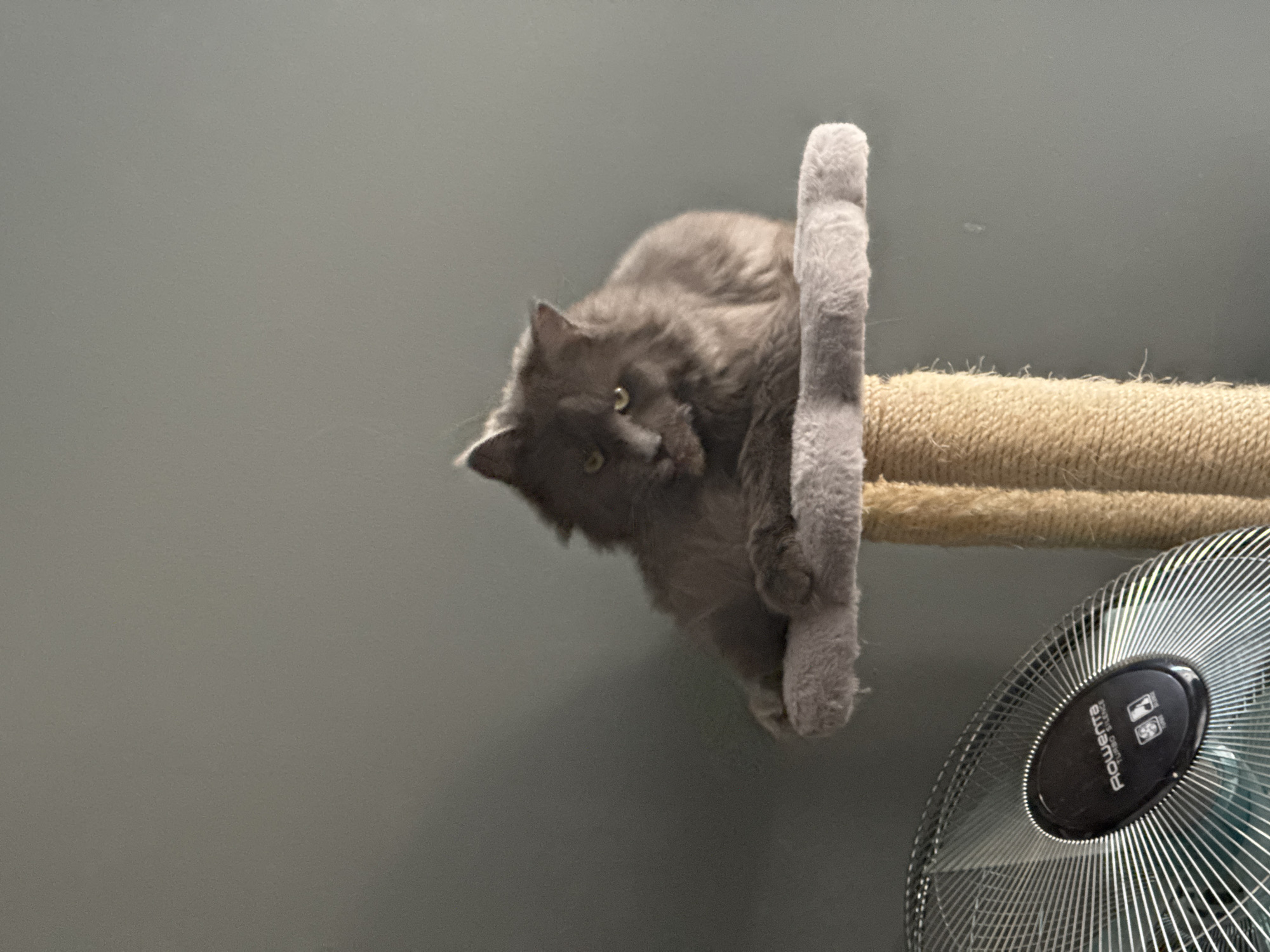 A fluffy grey cat is resting on a plush grey platform of a cat tree. The cat tree has a thick, textured beige rope post. To the left of the cat tree, a silver fan with a black center console is visible. The fan has a brand name "Rowenta" and "Turbo Silence" printed on its console. The background is a plain, solid grey wall. The scene is indoors. The image was taken in Gölbaşı, Turkey.