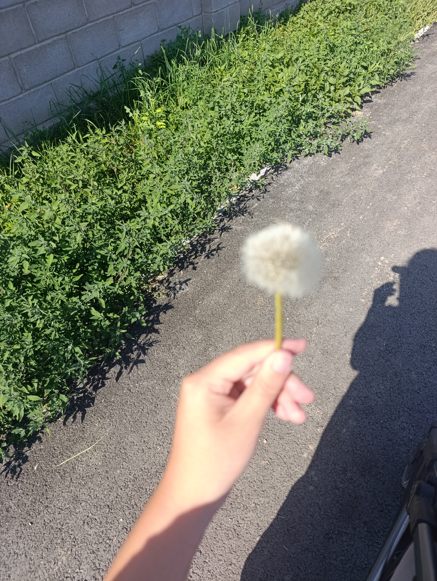 A person's hand holds a dandelion seed head in front of a paved surface. To the left of the paved surface is a dense area of green foliage, and behind that, a grey brick wall. The scene appears to be outdoors, under natural lighting, as indicated by the shadows cast. The location is identified as Bosteri, Kyrgyzstan.