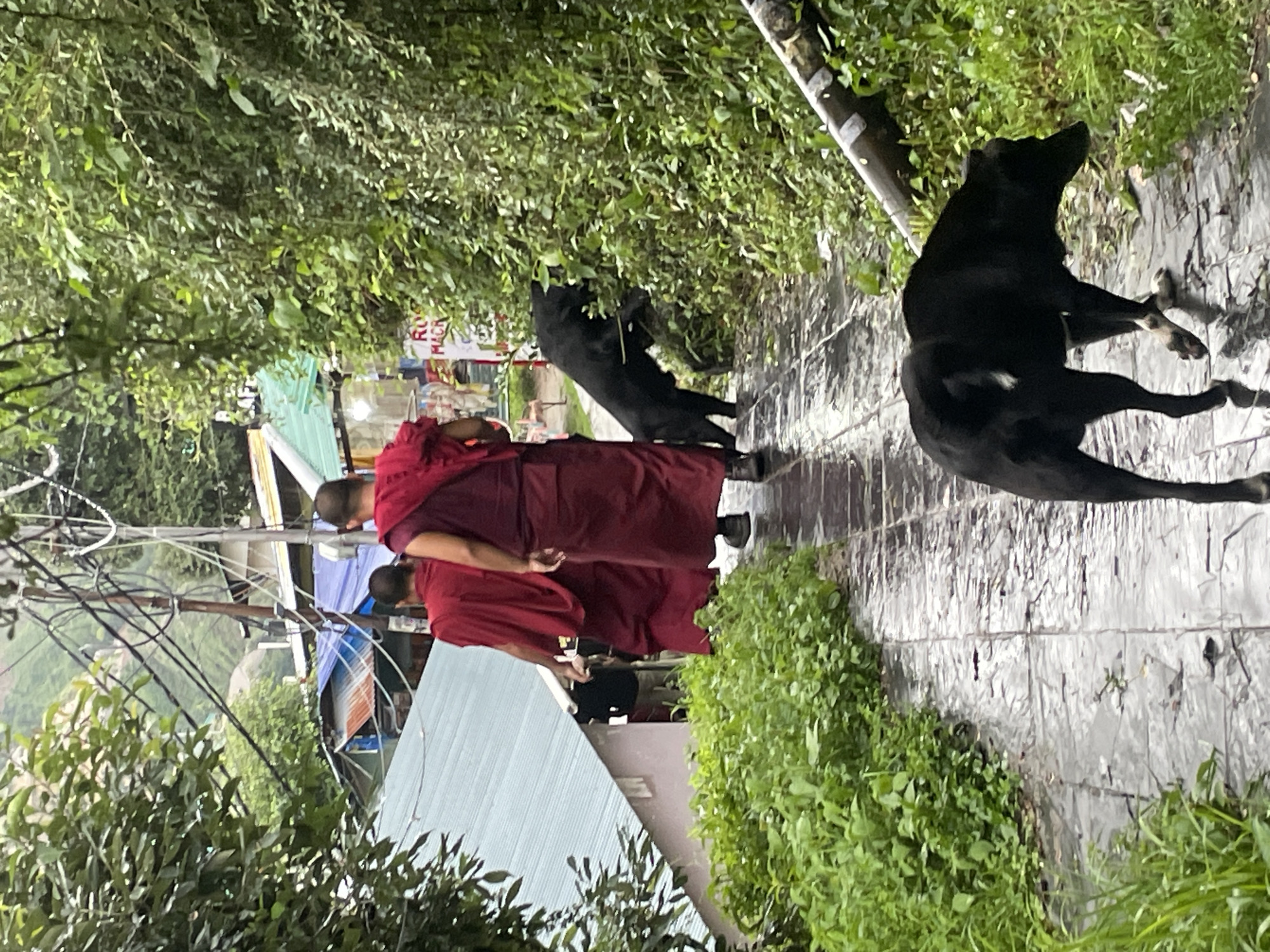In Bhagsu, India, two Buddhist monks wearing saffron robes walk down a wet, paved pathway. The pathway is lined with lush green foliage on the right, and on the left, a building with a blue and silver corrugated metal roof is visible. Further in the background, more buildings with colorful roofs and electrical wires are present. Two black dogs are also in the scene; one is partially obscured by the foliage on the right, and the other is walking ahead on the pathway. The overall environment suggests a damp, possibly rainy day.