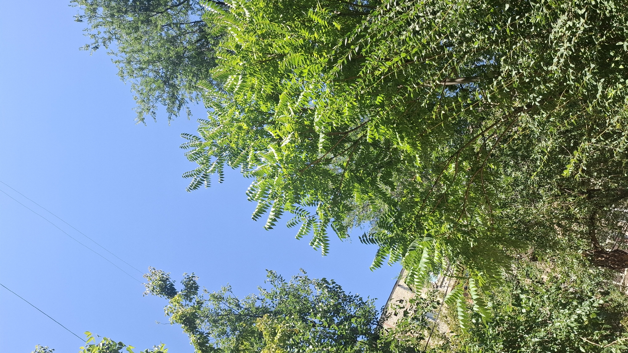 The image captures a view looking upwards through lush green trees towards a clear blue sky. In the upper left and right quadrants, branches and leaves of trees dominate the frame, with the sky peeking through in the center. A building, partially obscured by foliage, is visible on the left side of the image, displaying textured brickwork. Two parallel wires are strung across the upper portion of the sky. The overall impression is of a sunny day in an urban environment with significant tree cover, likely from a residential area in Shymkent, Kazakhstan, given the context.