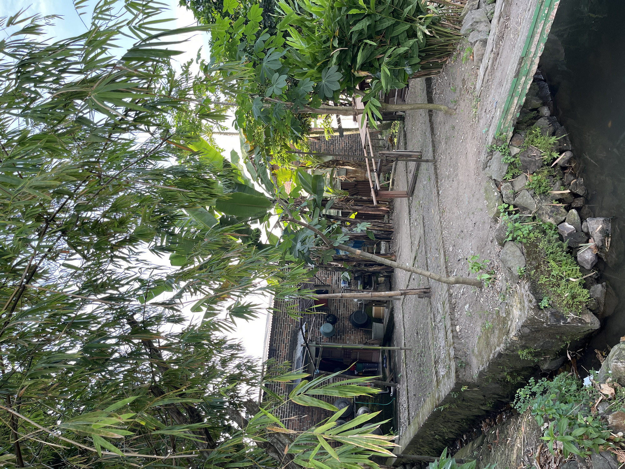 The image depicts an outdoor scene in Kedensari, Indonesia, featuring a modest, weathered brick house with a corrugated metal roof. In front of the house, a dirt yard is sparsely furnished with various objects, including buckets, pots, and what appear to be cooking utensils hung on the exterior wall. Several types of tropical vegetation surround the dwelling, with dense bamboo foliage dominating the upper left portion of the frame. Banana trees and other leafy green plants are visible throughout the scene, contributing to a lush, natural environment. A small, partially overgrown stone channel or ditch runs along the foreground, with a rustic wooden bridge crossing it on the right side of the image. The bridge is painted green and shows signs of wear. The overall atmosphere suggests a rural or semi-rural setting, likely residential.
