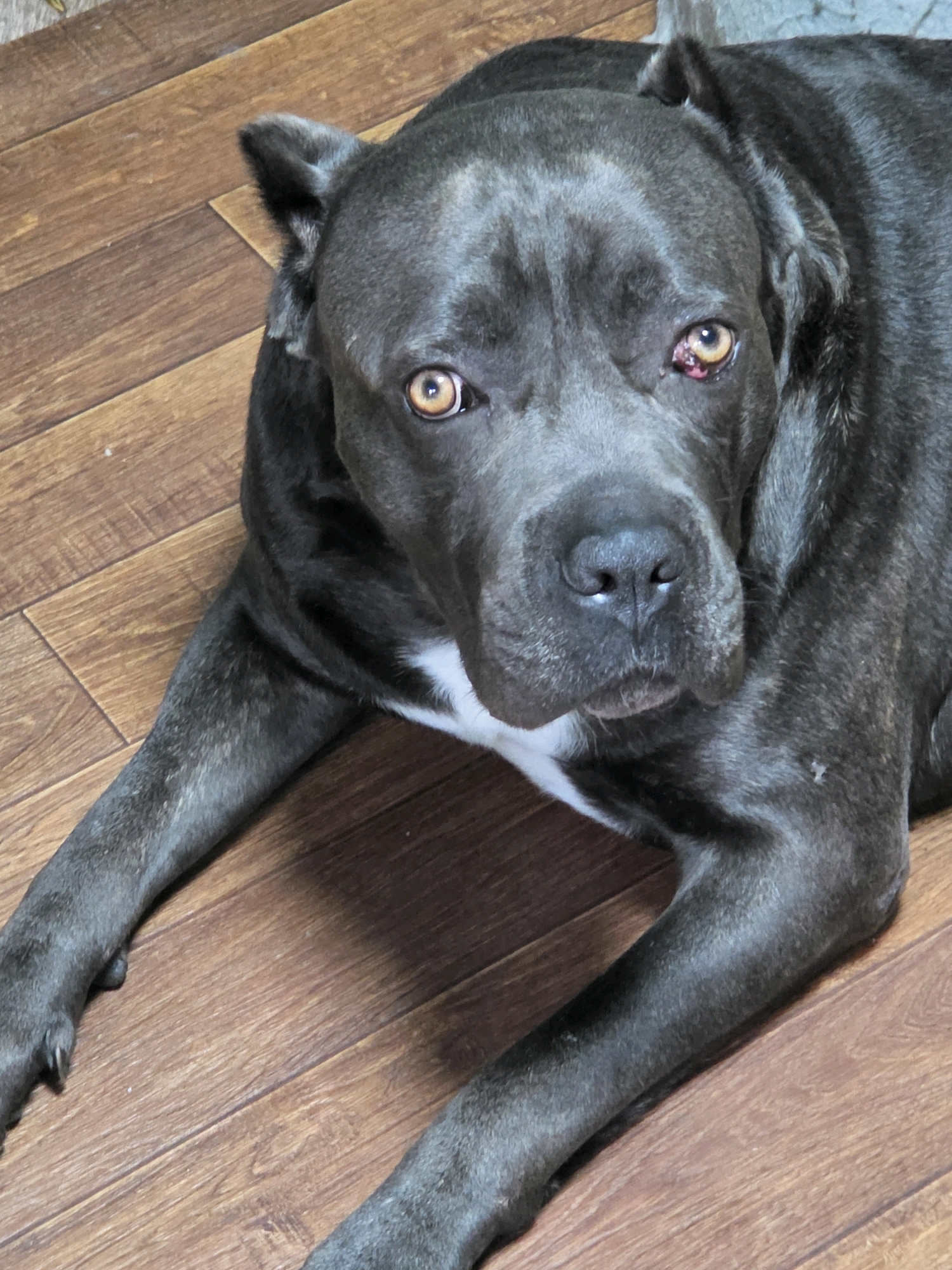 A close-up, eye-level, medium shot captures a dark gray dog with amber eyes lying on a wooden floor. The dog's head is turned to its right, with its body extending out of frame. The dog has a white patch of fur on its chest. The floorboards are a warm brown color with a visible wood grain. The lighting is even, and the background is out of focus, emphasizing the dog as the primary subject. The dog appears to be relaxed.