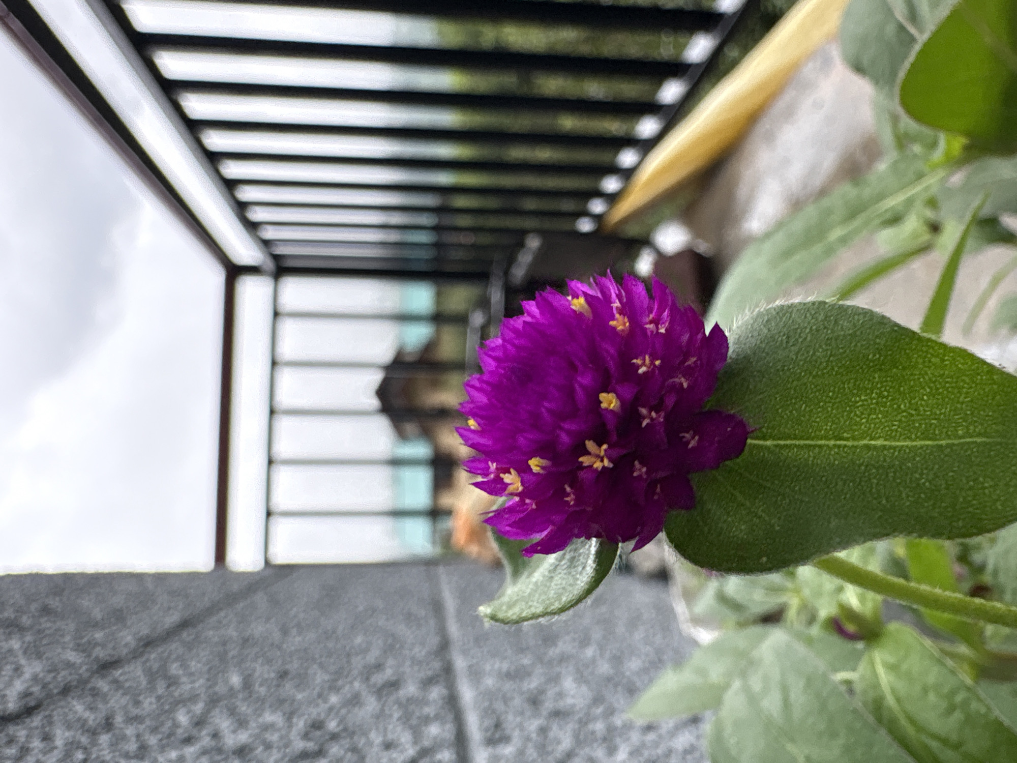 A close-up, low-angle shot focuses on a vibrant purple globe amaranth flower in the foreground. The flower, with its tightly packed, spherical petals and small yellow stamens, is the primary subject. To the left of the flower, a textured, grey stone wall is visible, suggesting an urban or semi-urban setting. Beyond the flower, a black metal railing of a balcony or terrace runs horizontally across the mid-ground, separating the foreground from the background. Through the railing, a blurry landscape is discernible, featuring some distant buildings with teal-colored roofs and a backdrop of green hills under an overcast sky. The lighting suggests it might be a cloudy day, with diffused light illuminating the scene. The image captures a moment of natural beauty set against a backdrop of man-made structures and a distant view. The location is identified as Katrain, India.